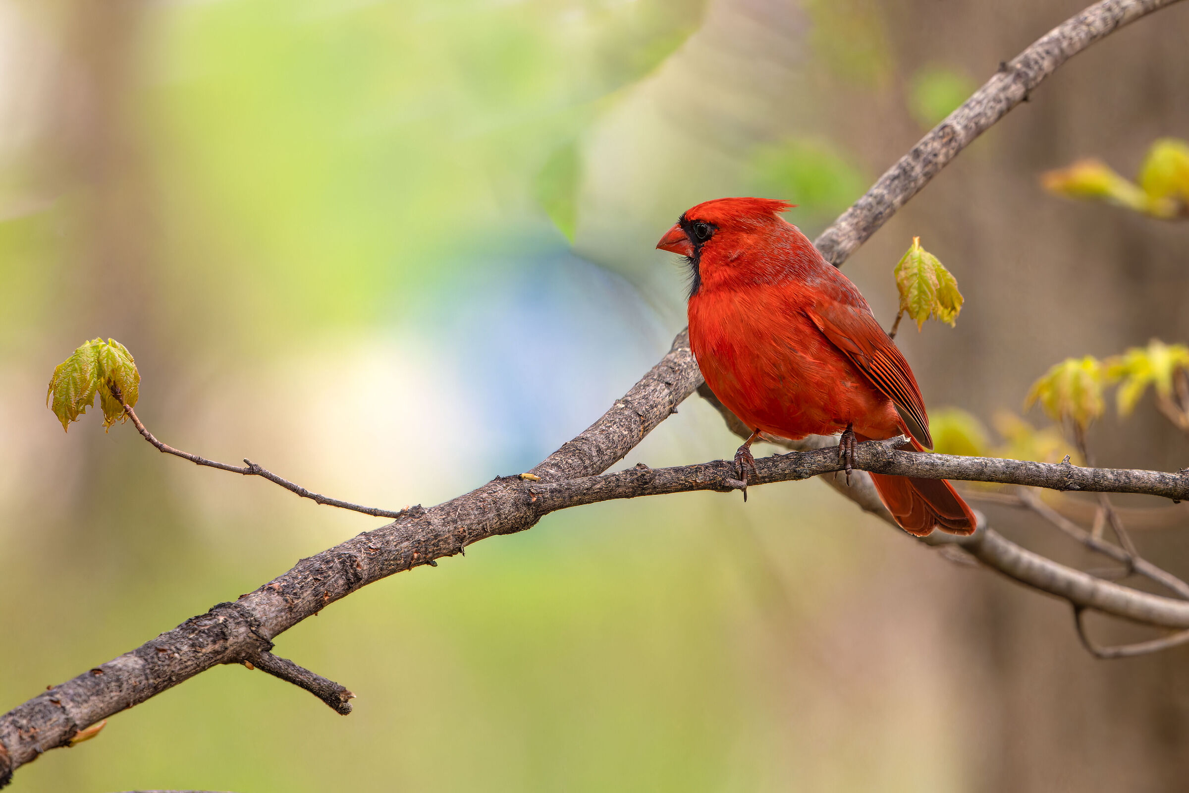Northern cardinal (Cardinalis cardinalis)