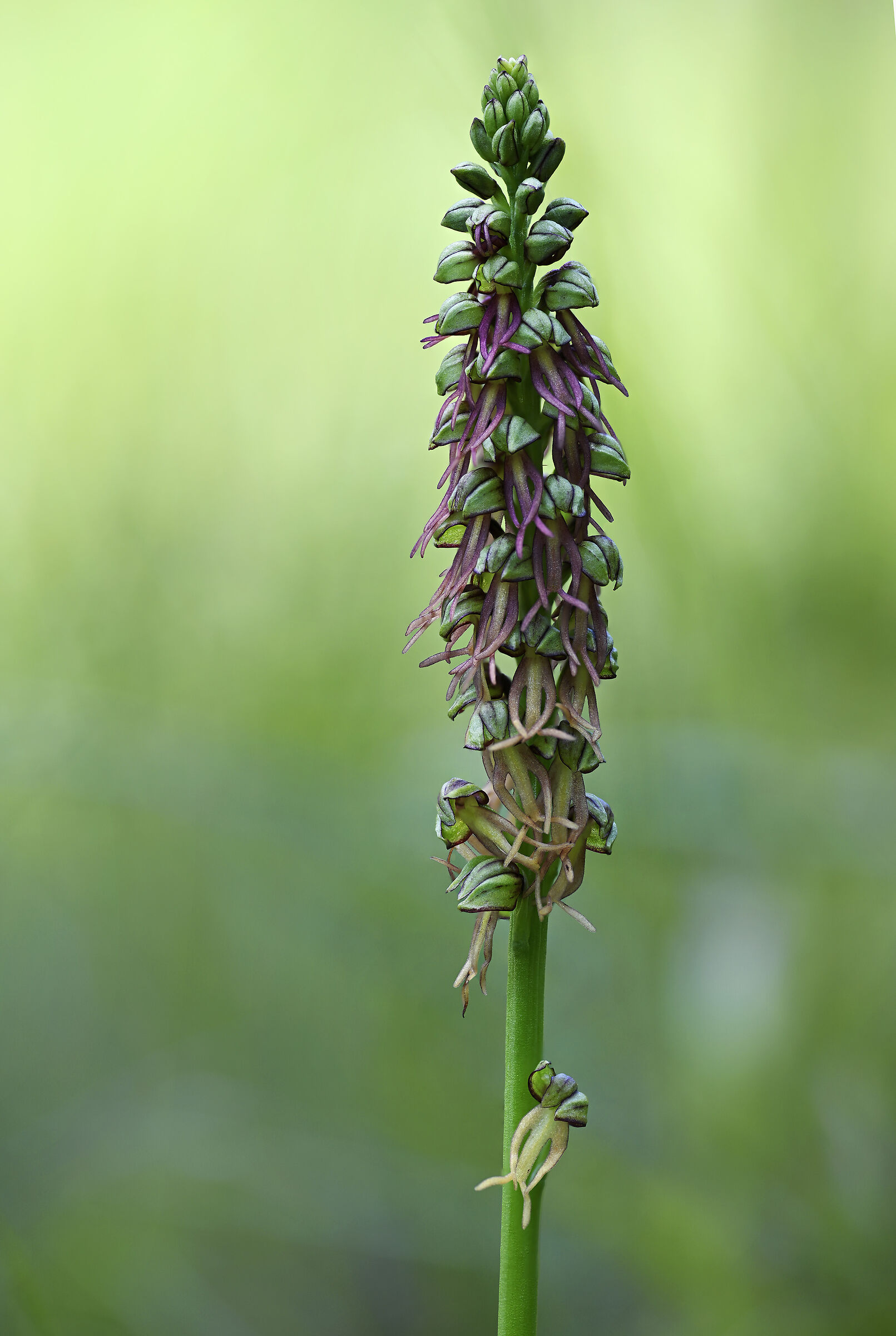 Orchis anthropophora
