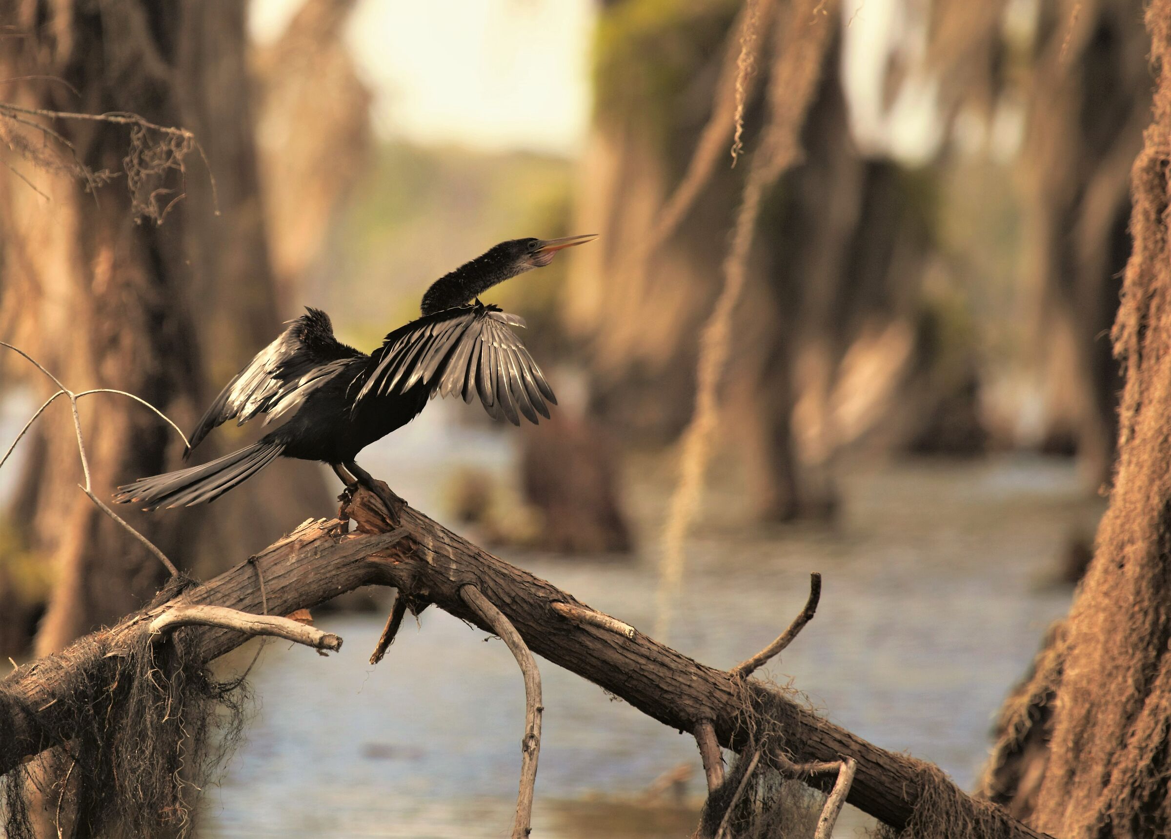 L'ora d'oro dell'uccello serpente