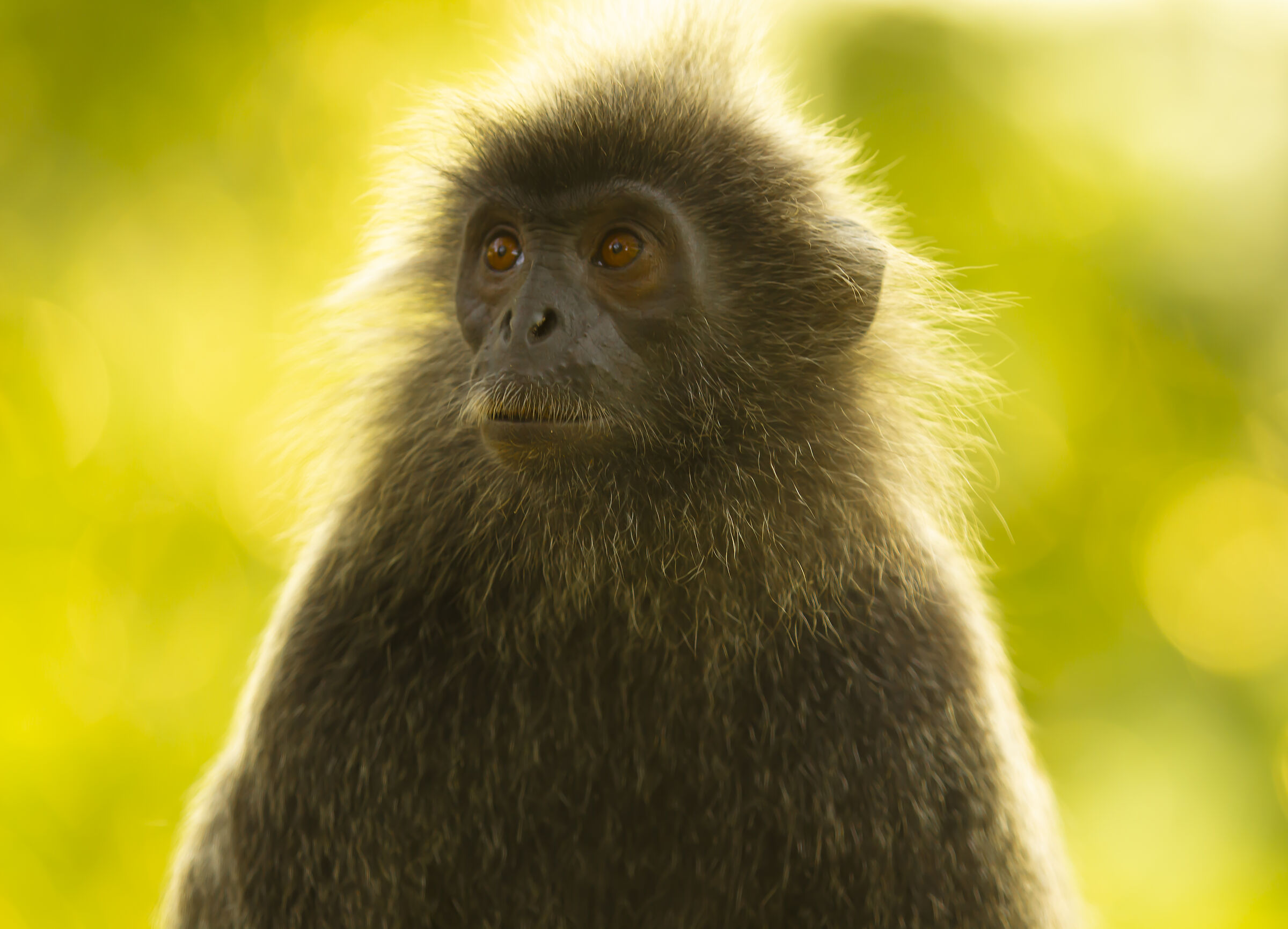 silvered leaf monkey |