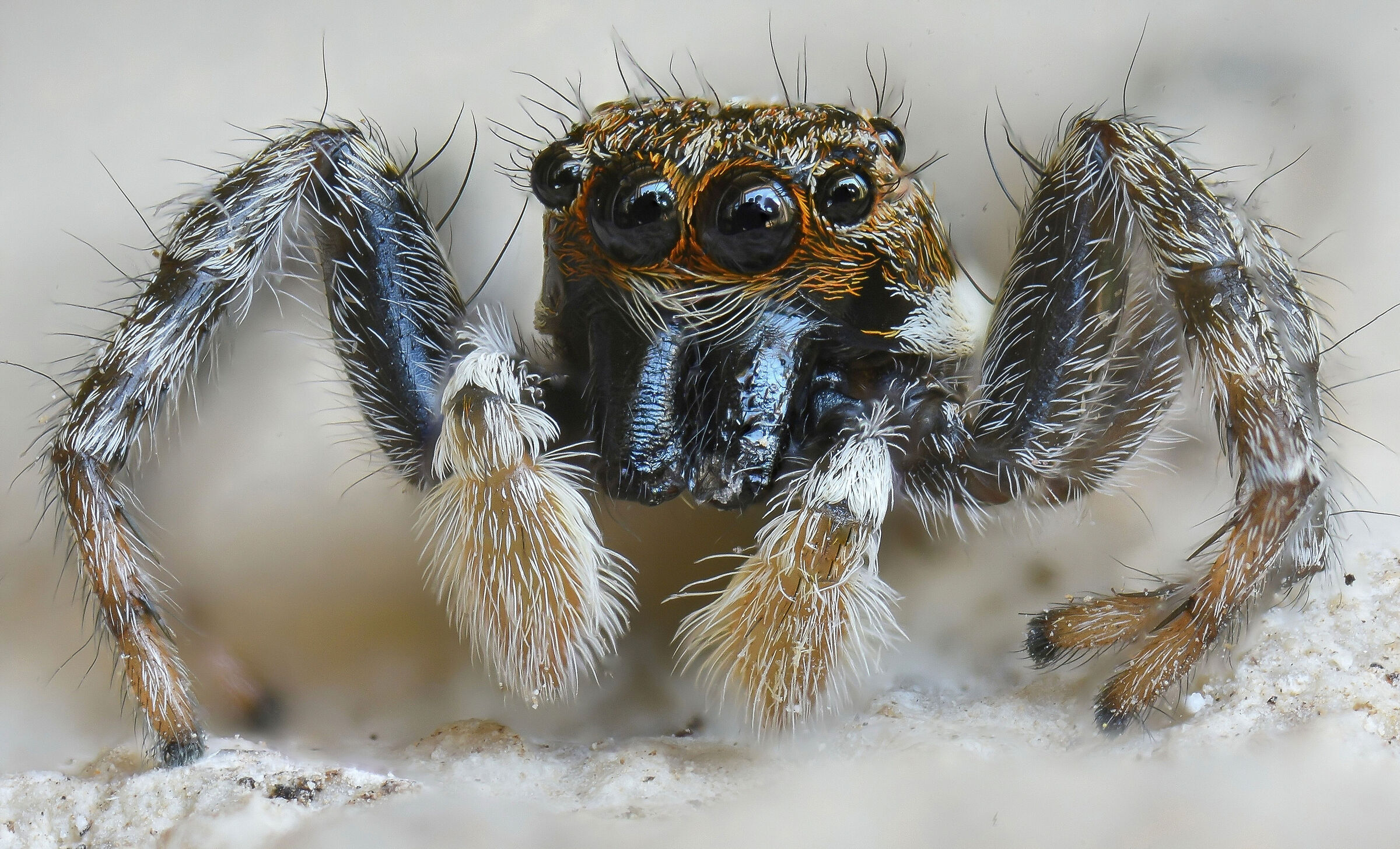 Spider salticidae