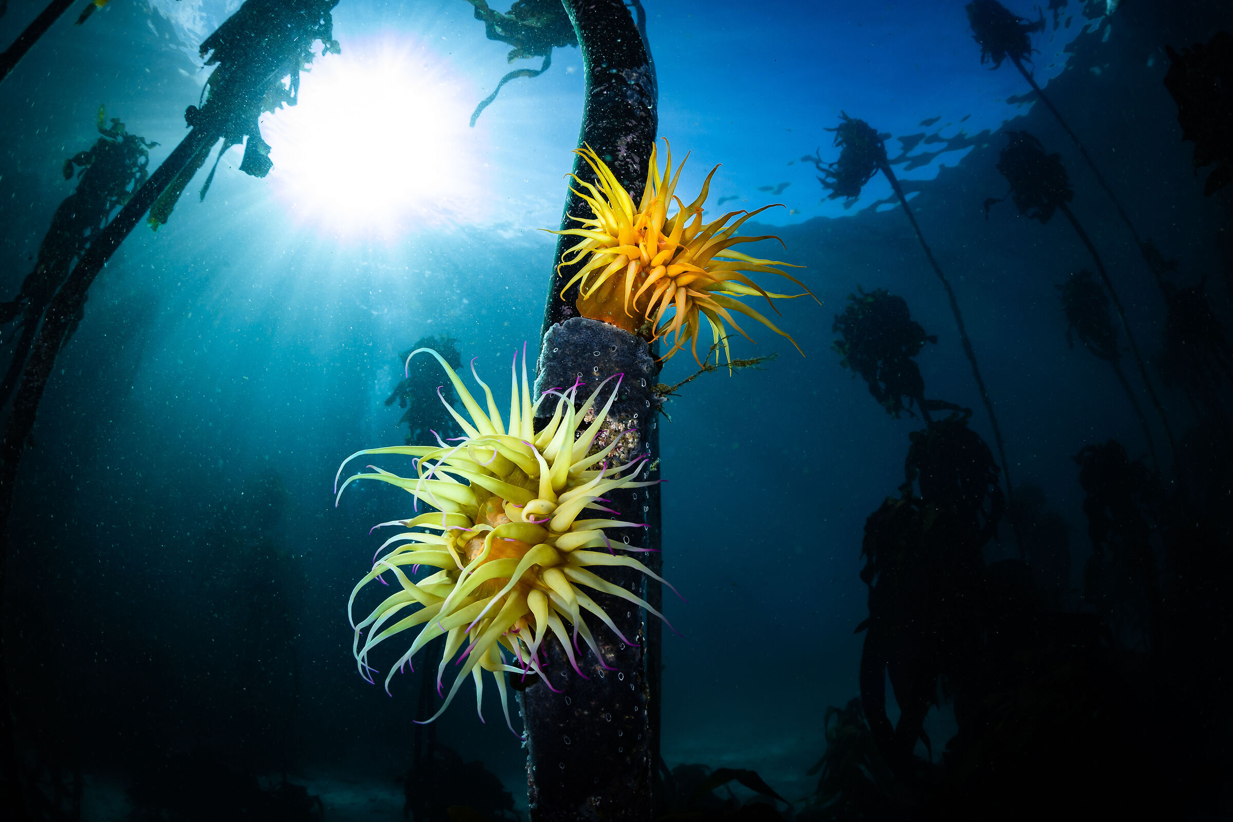 Underwater suns