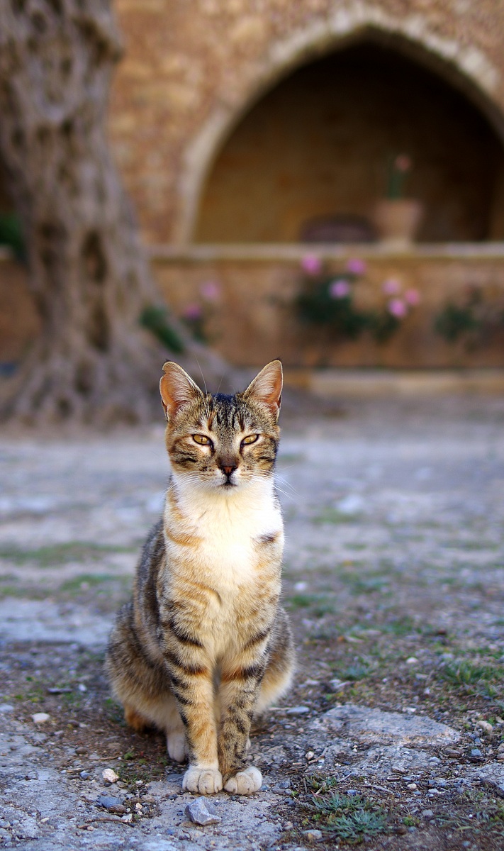 Cretan Cat