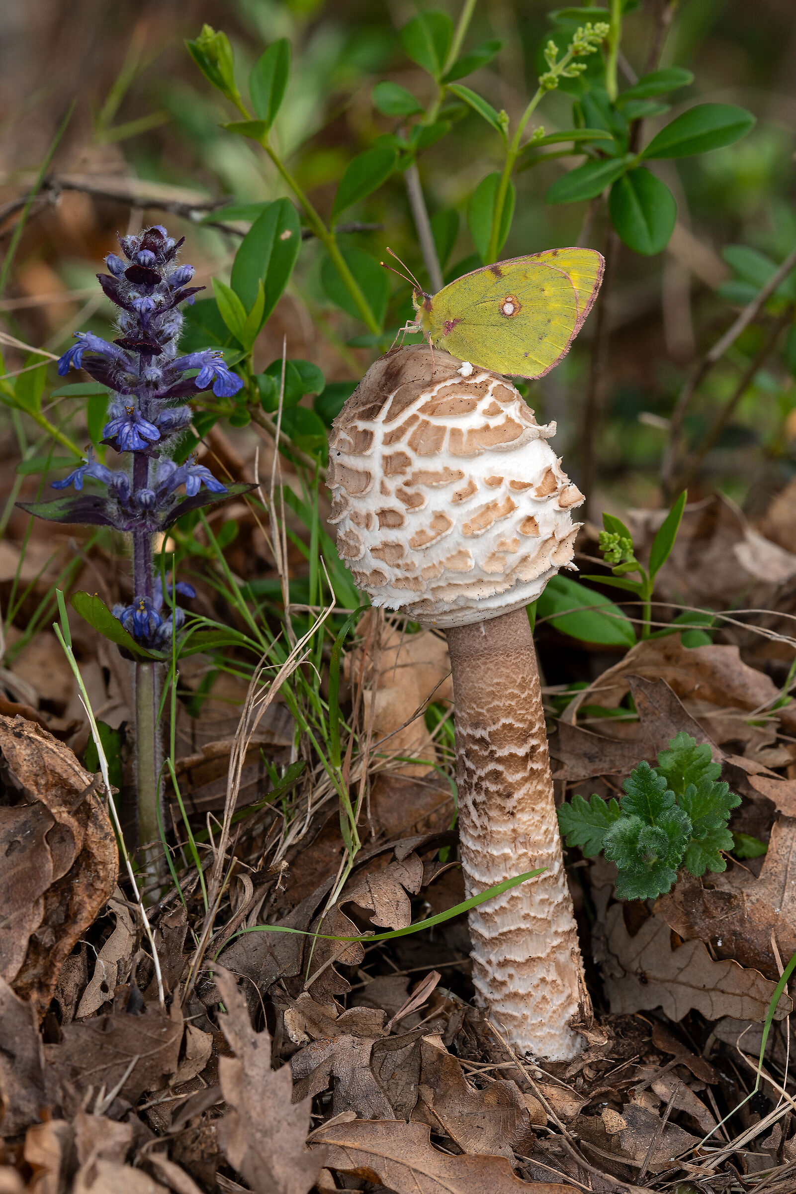 Incontri di Primavera.