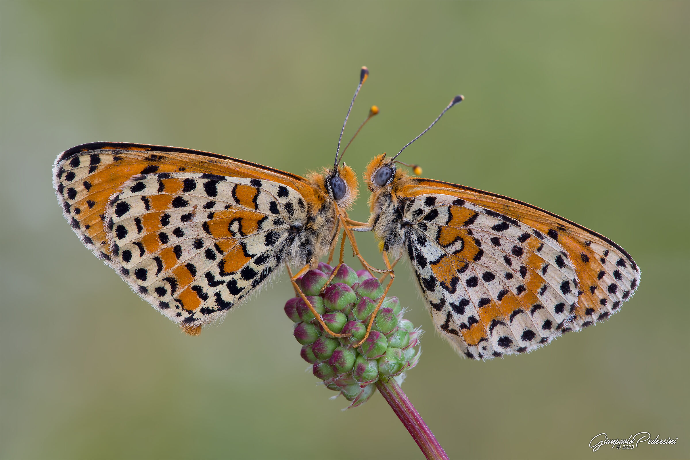 Melitaea didyma