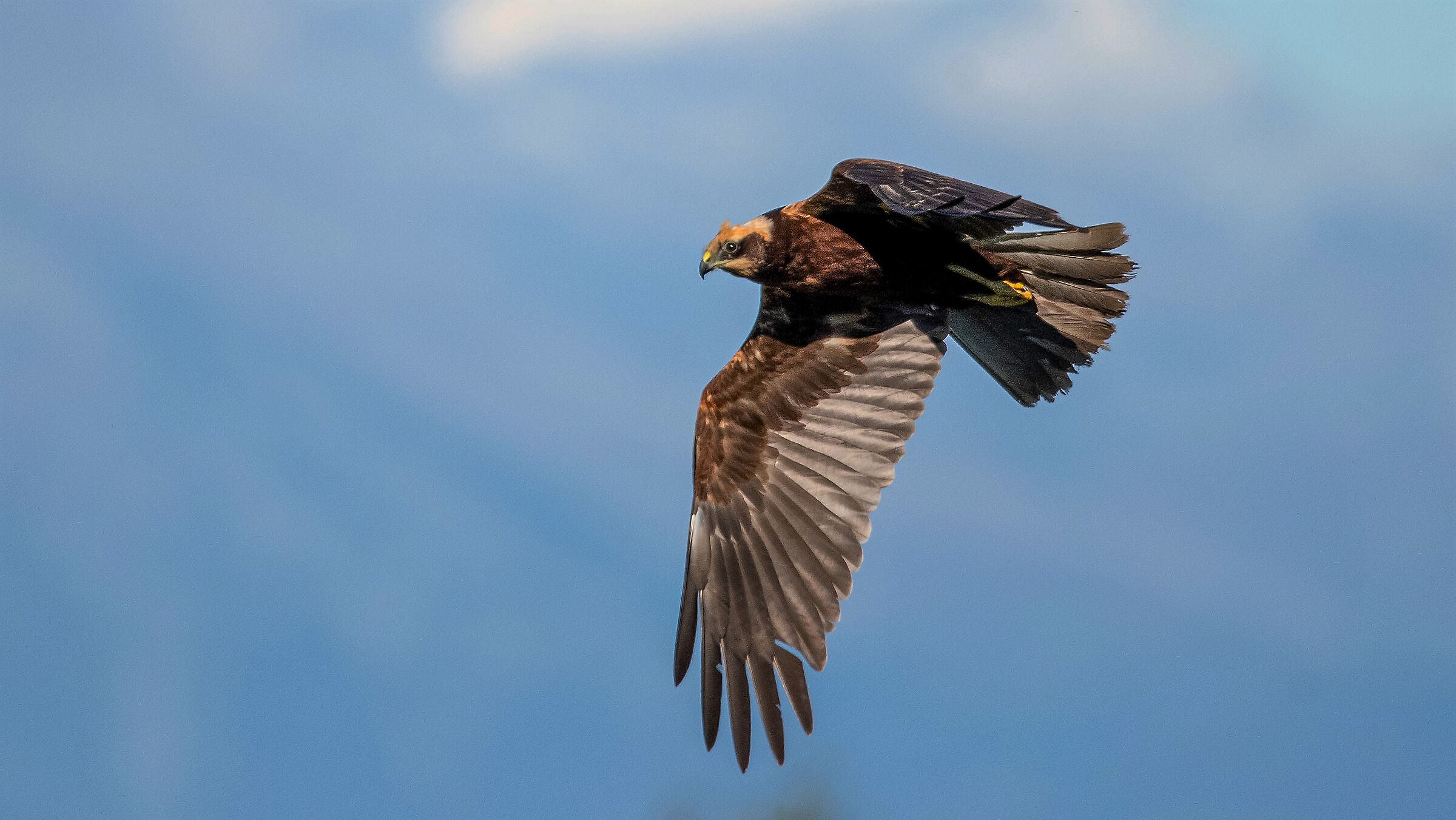 Marsh harrier