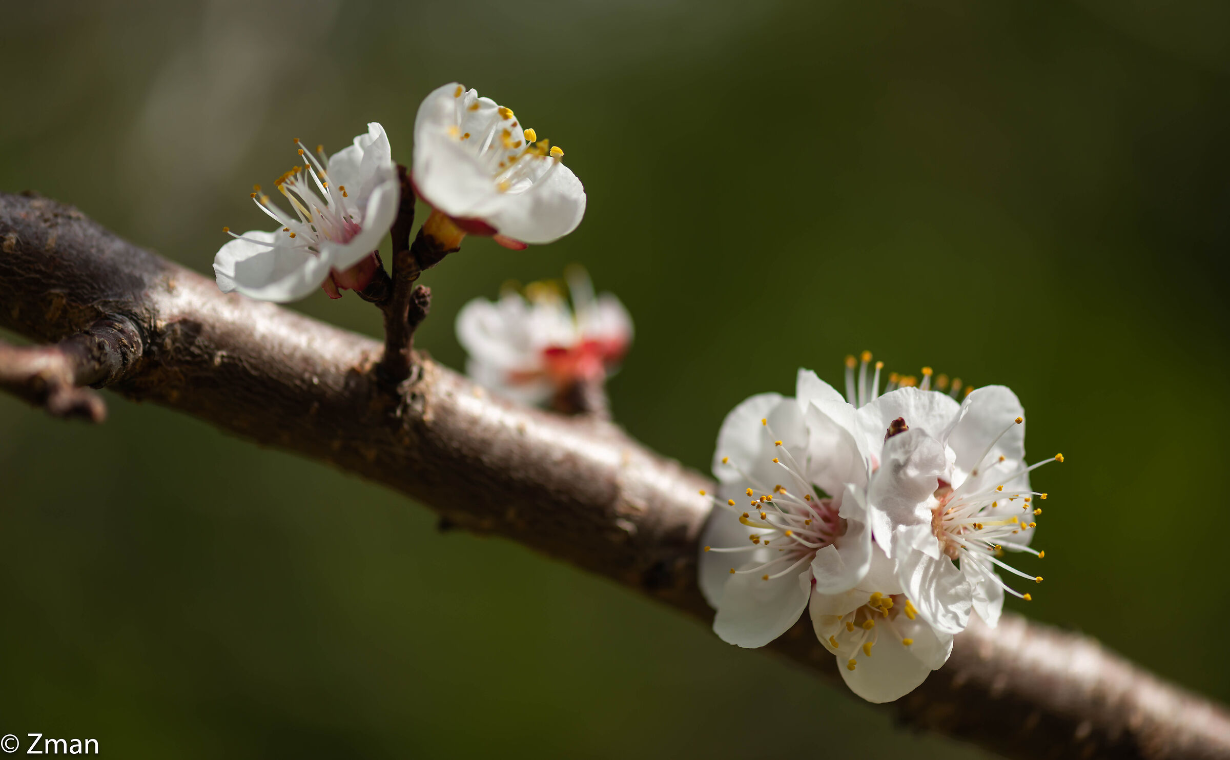Appricot Blooms
