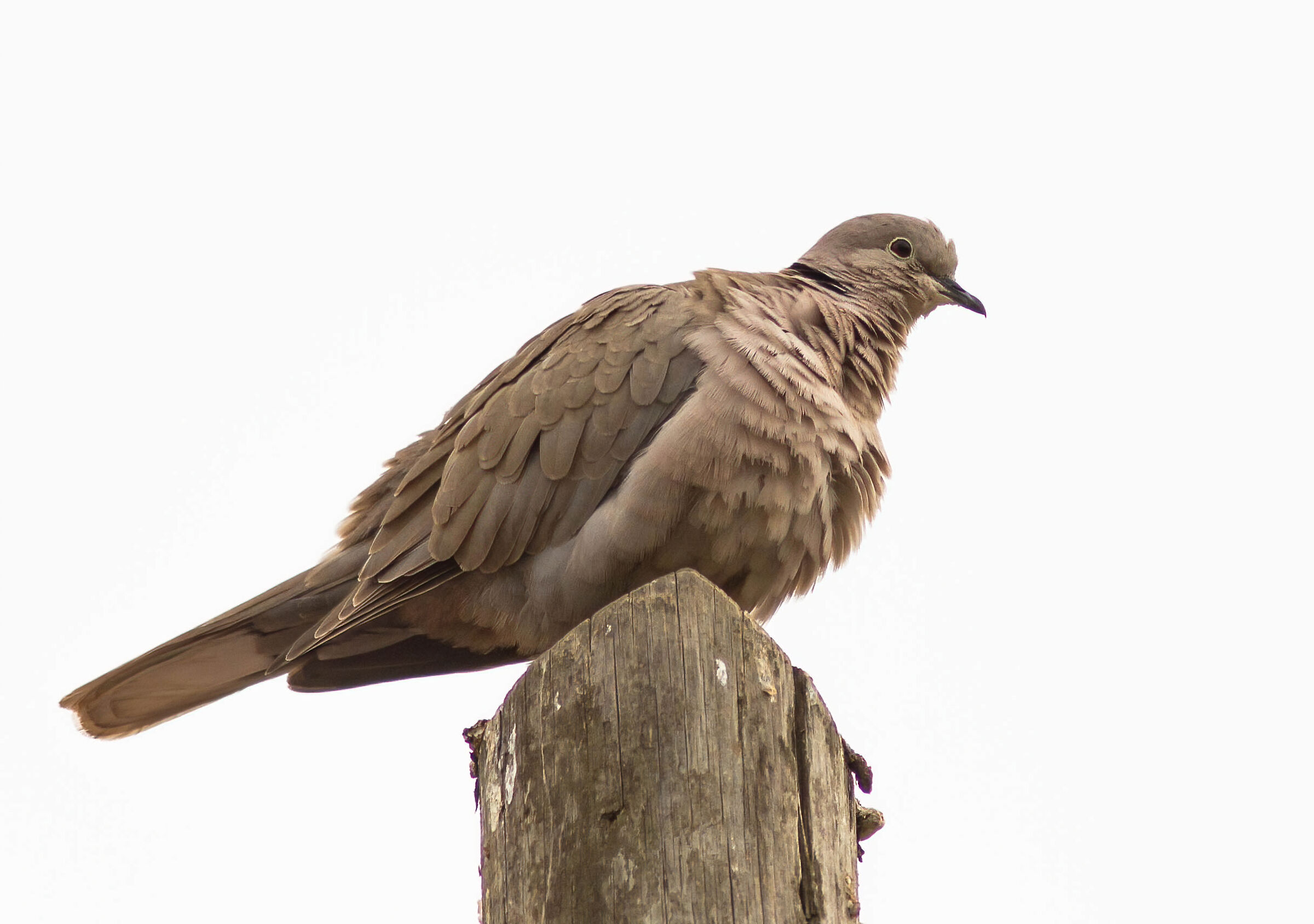 Tortora infreddolita