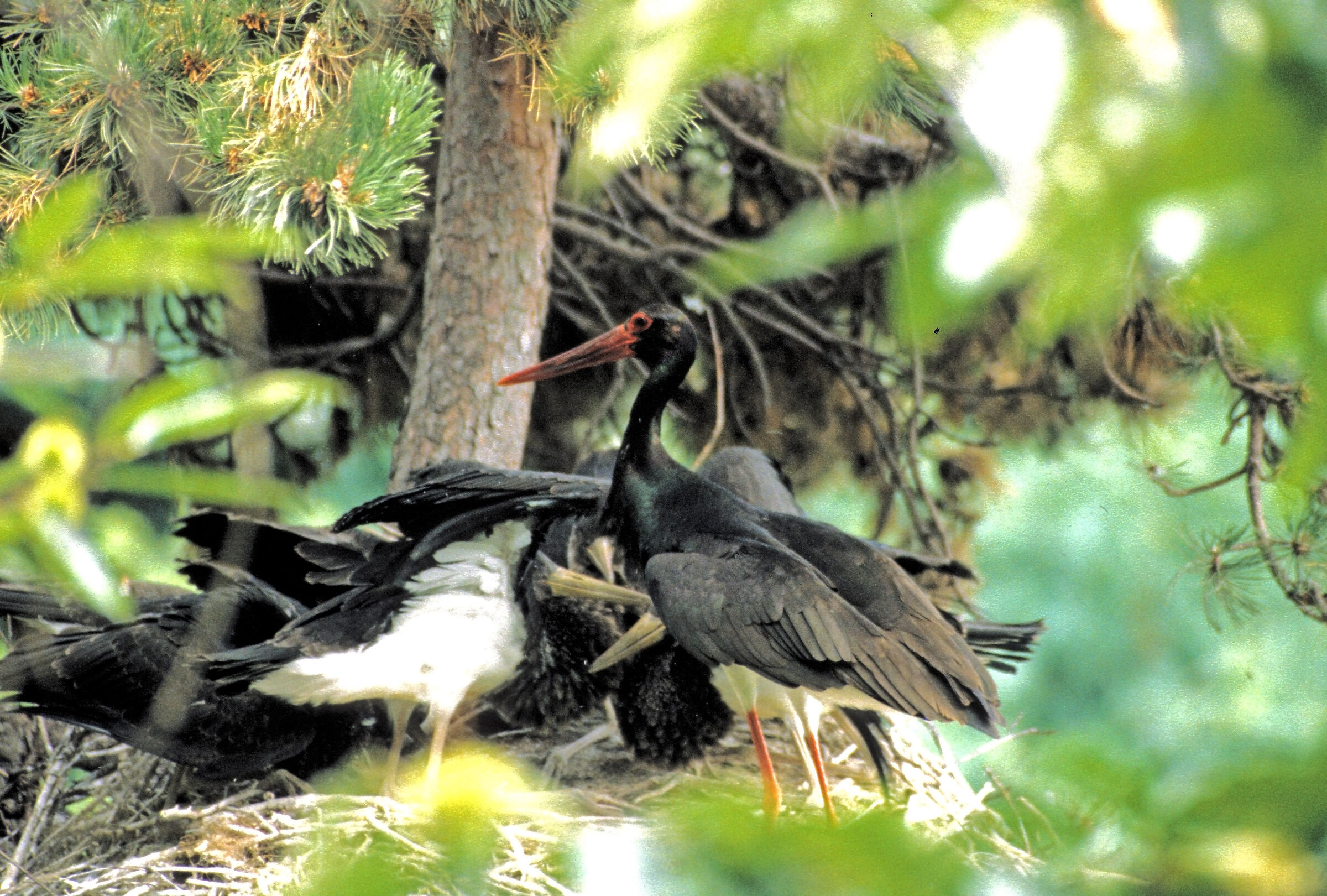 black stork