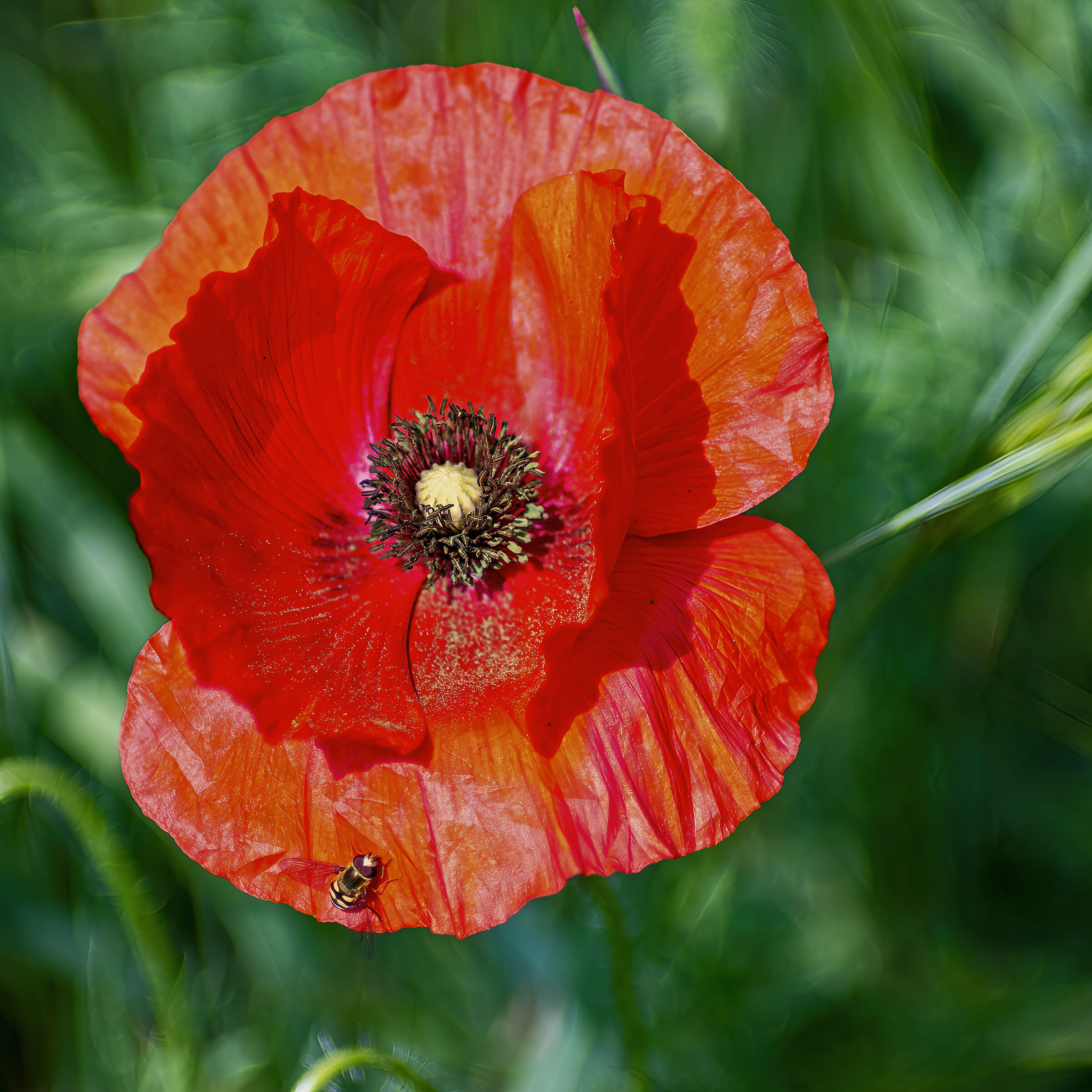 Va che vengo li.............