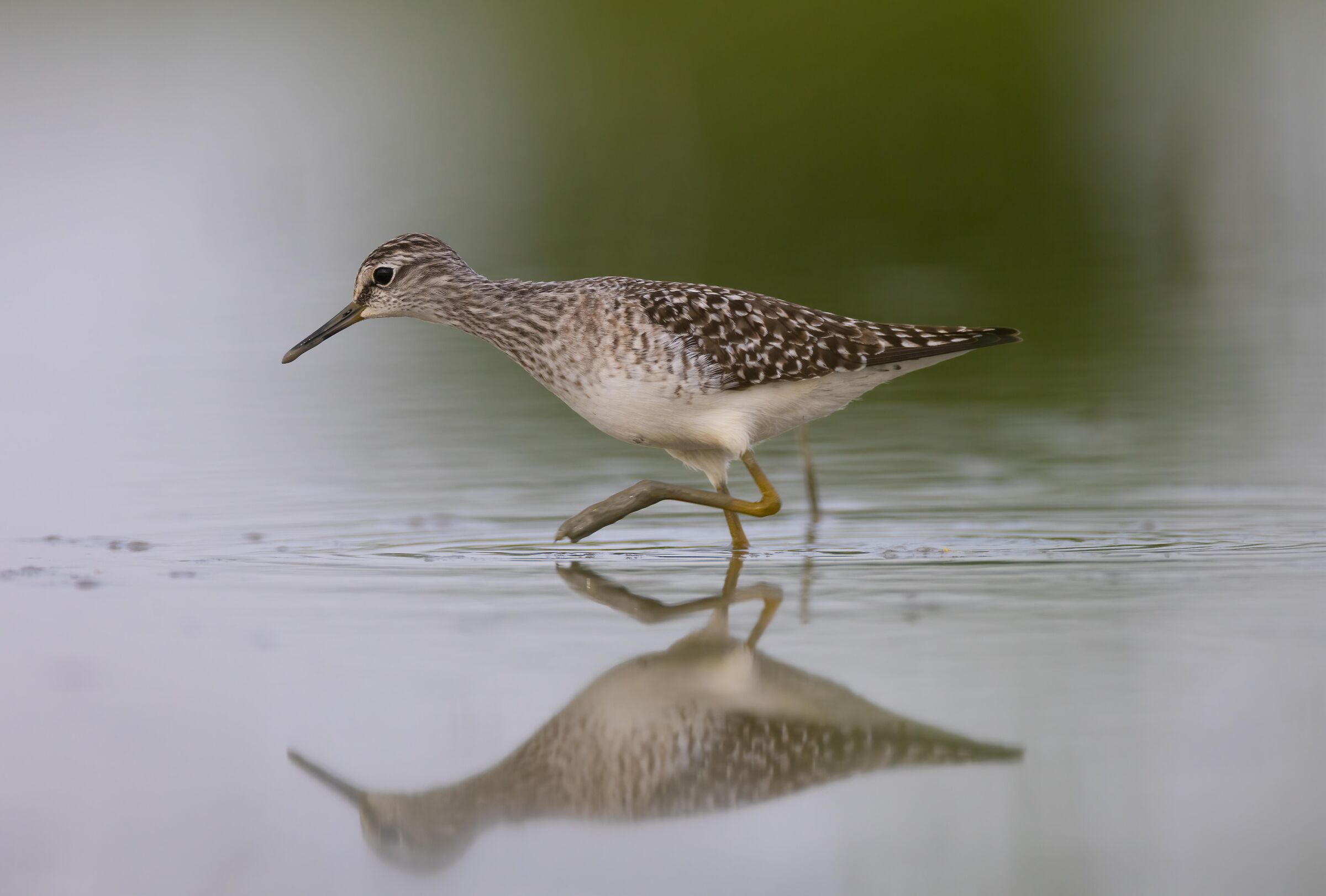 Piro Piro Boschereccio