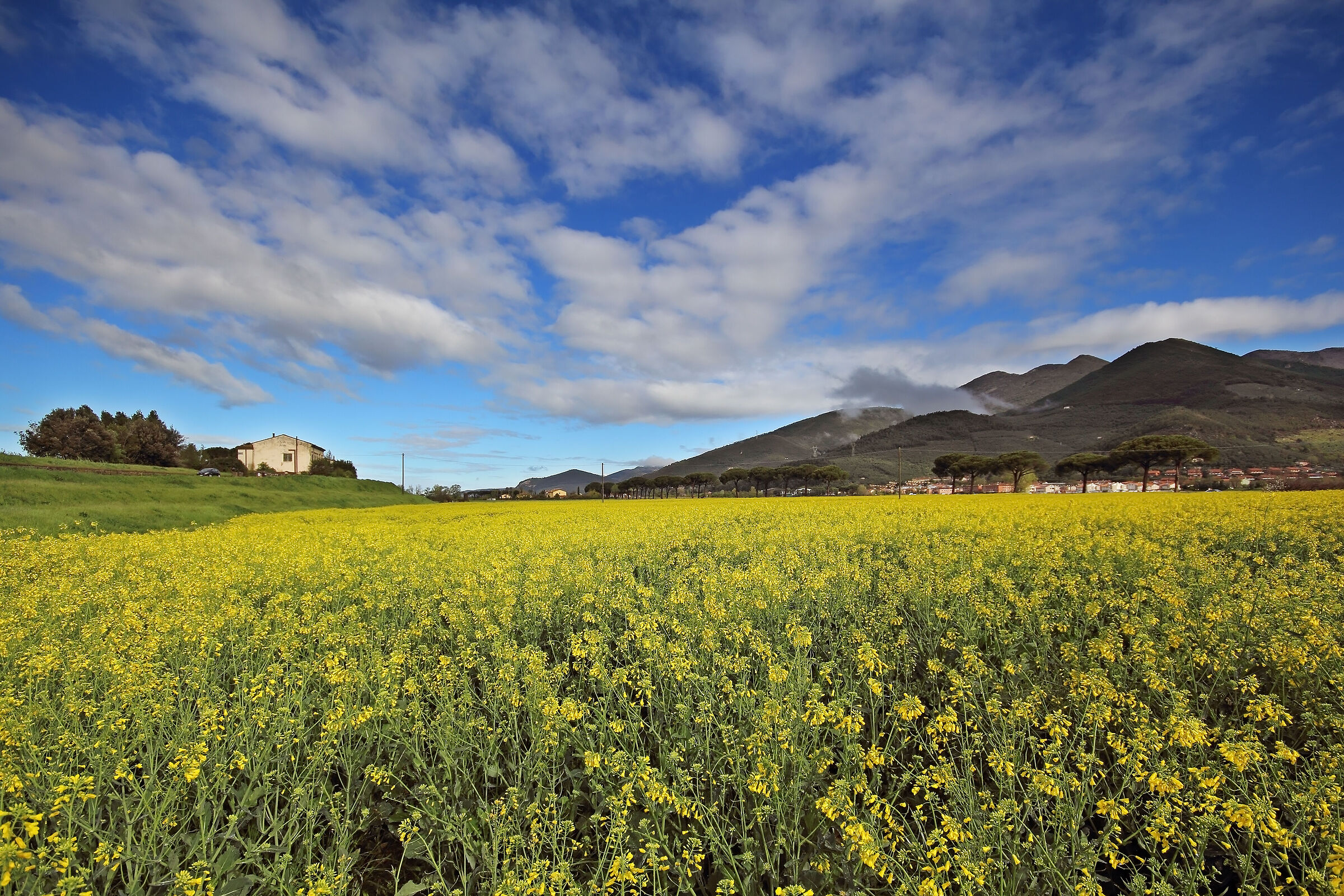 The vicarese in yellow...