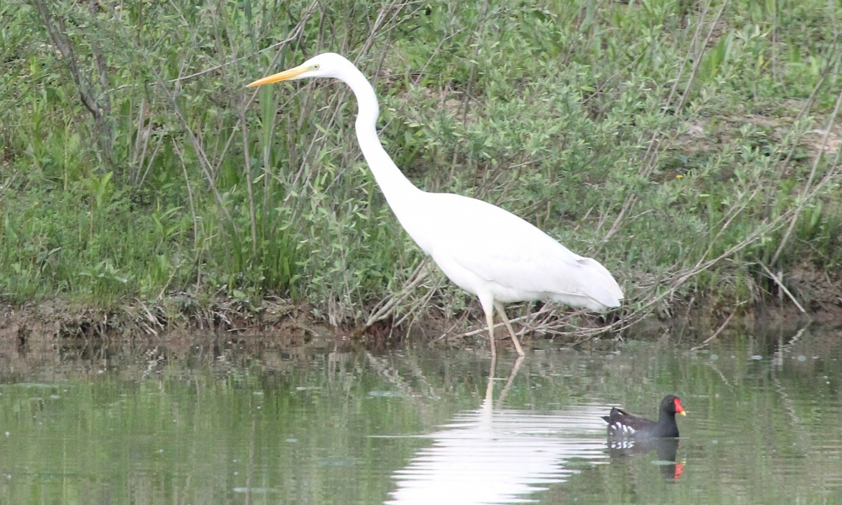 white heron