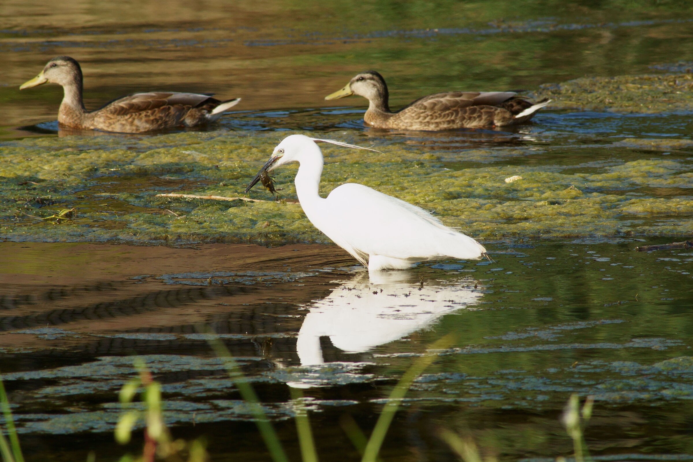 Hunting on the Ticino
