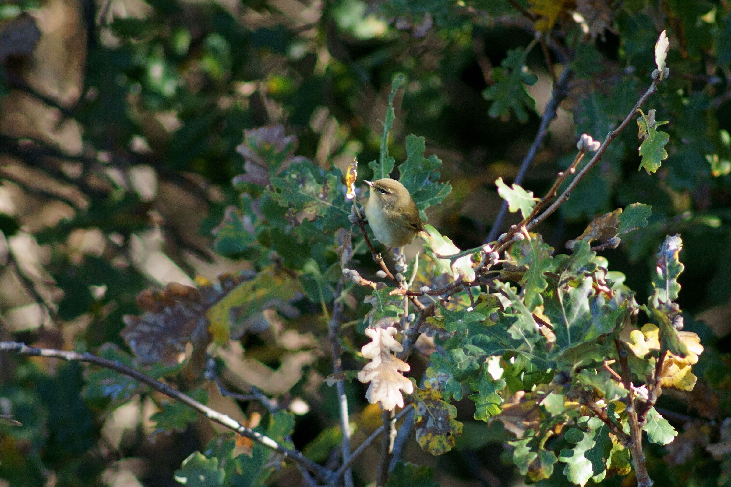 Little wolf (Phylloscopus collybita)