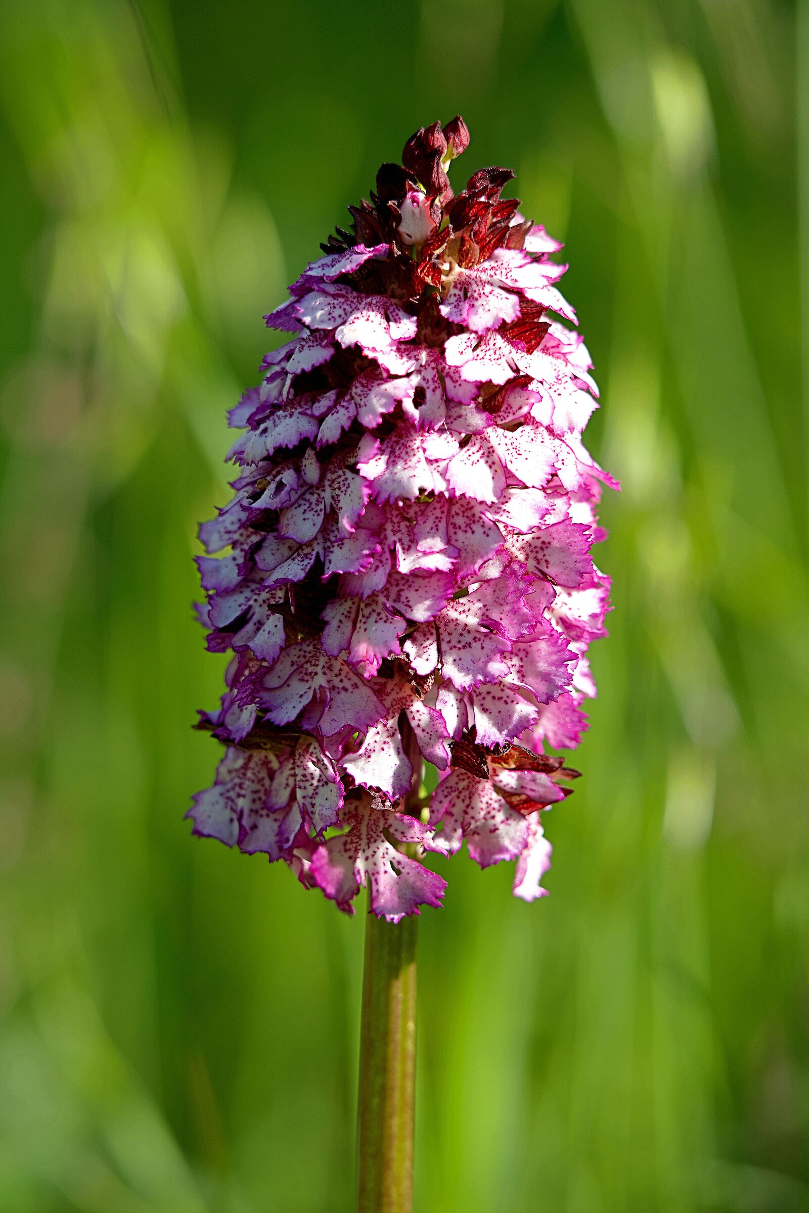 Orchis purpurea