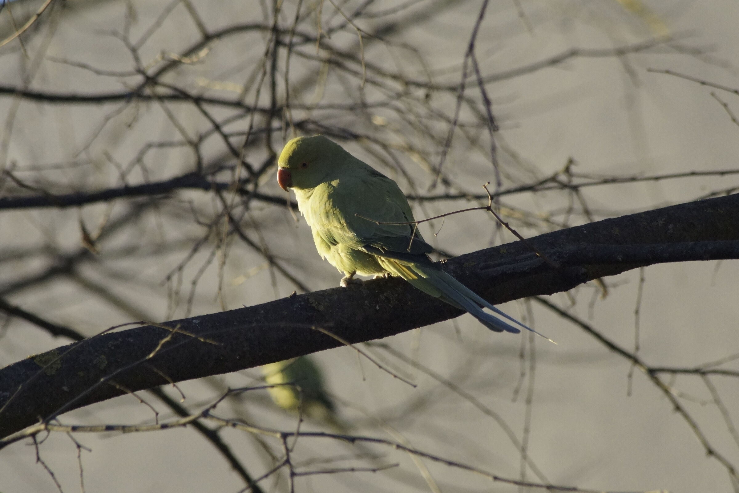Collared Parakeets (Psittacula krameri) of Pavia