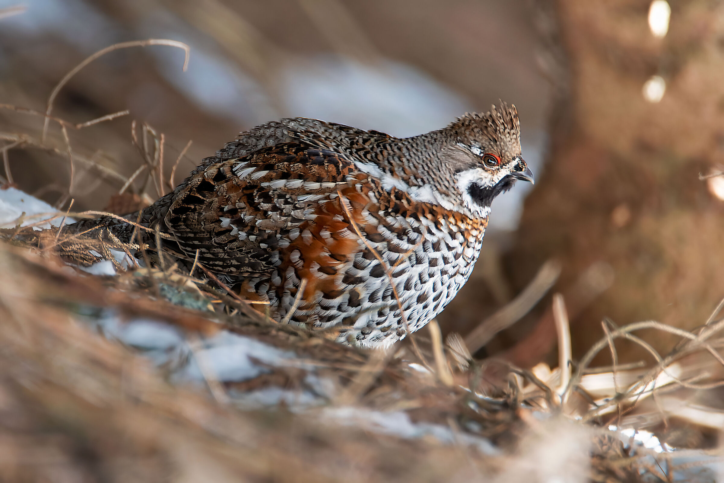 Mountain francolin