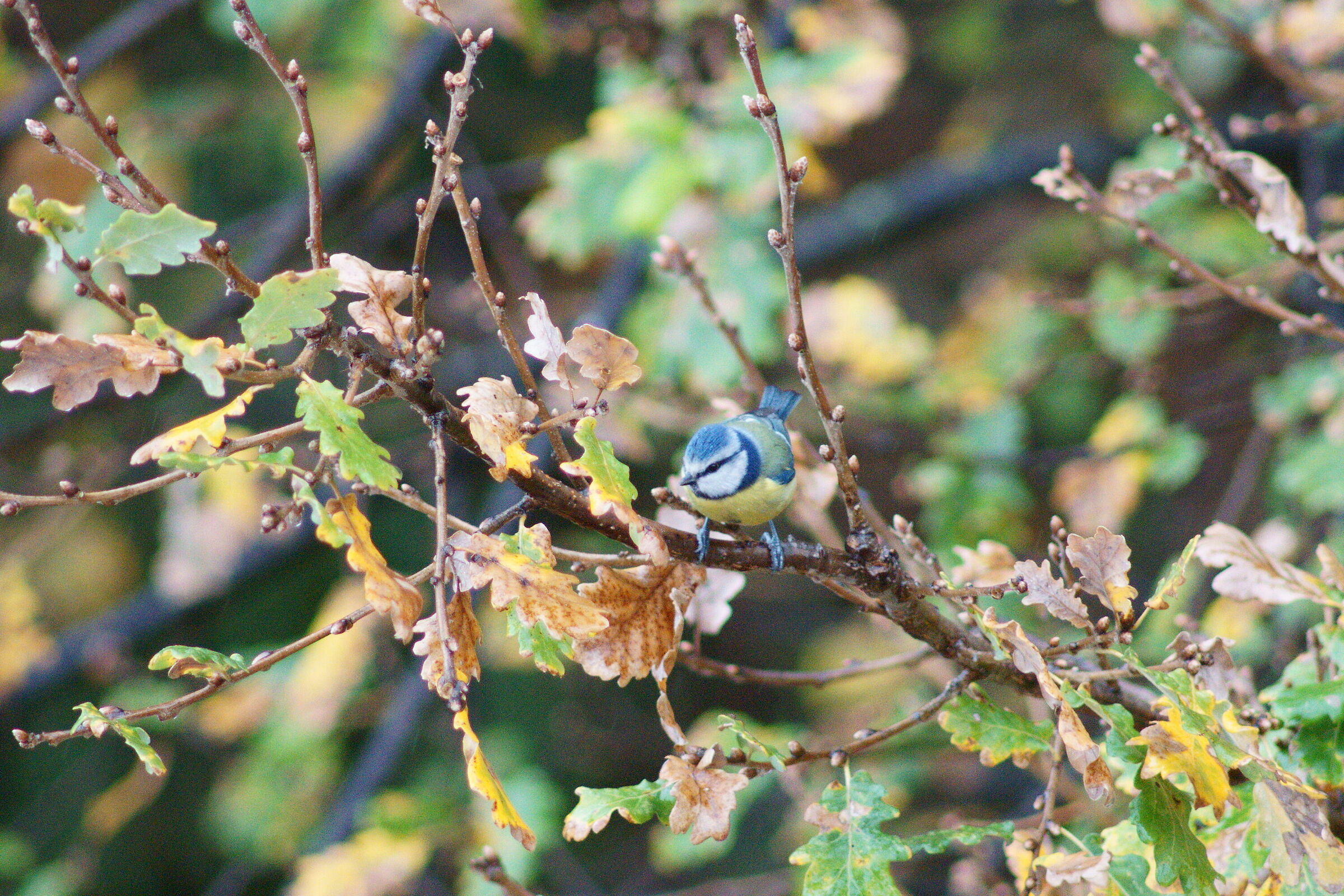 Blue (Cyanistes caeruleus)