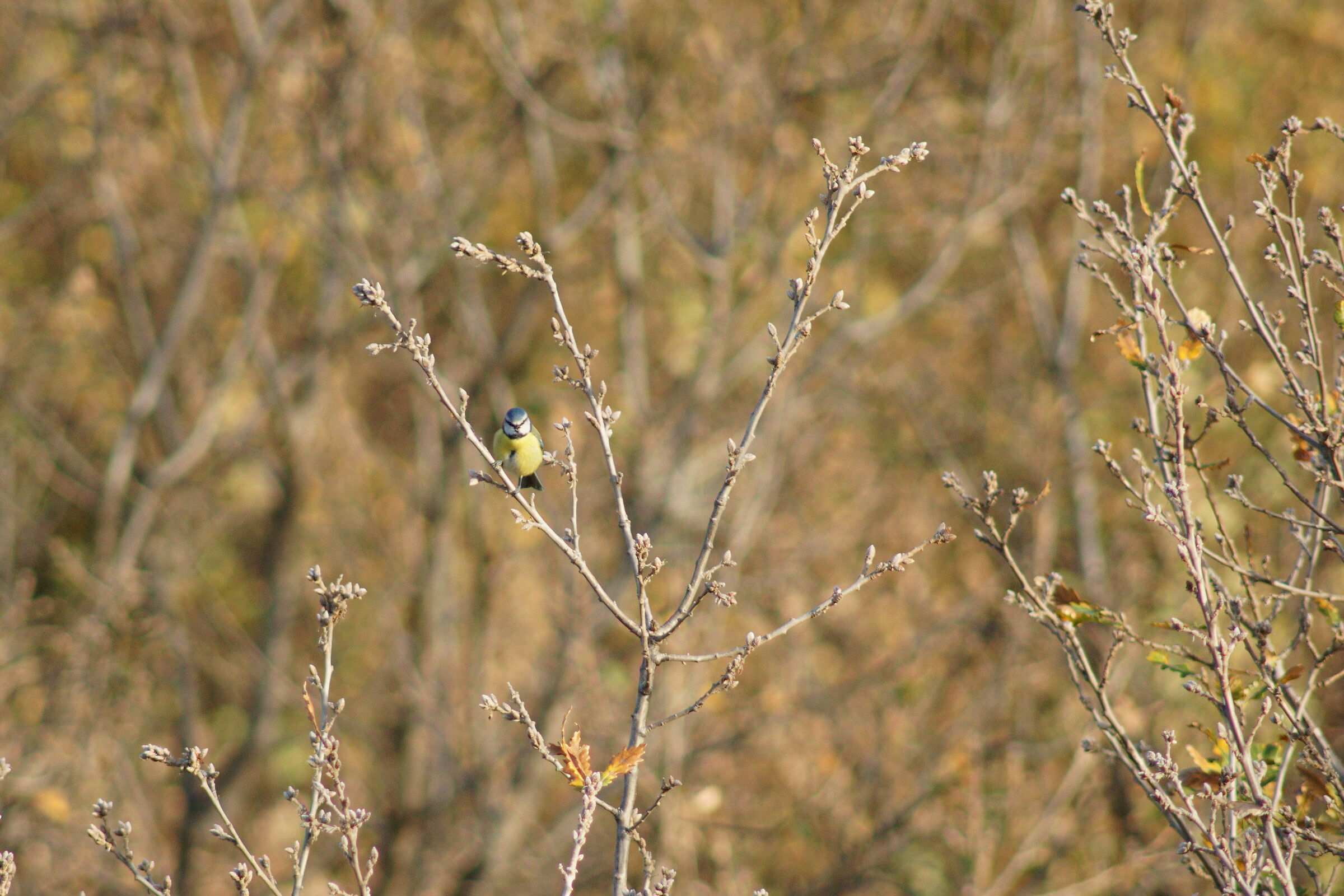 Blue (Cyanistes caeruleus)