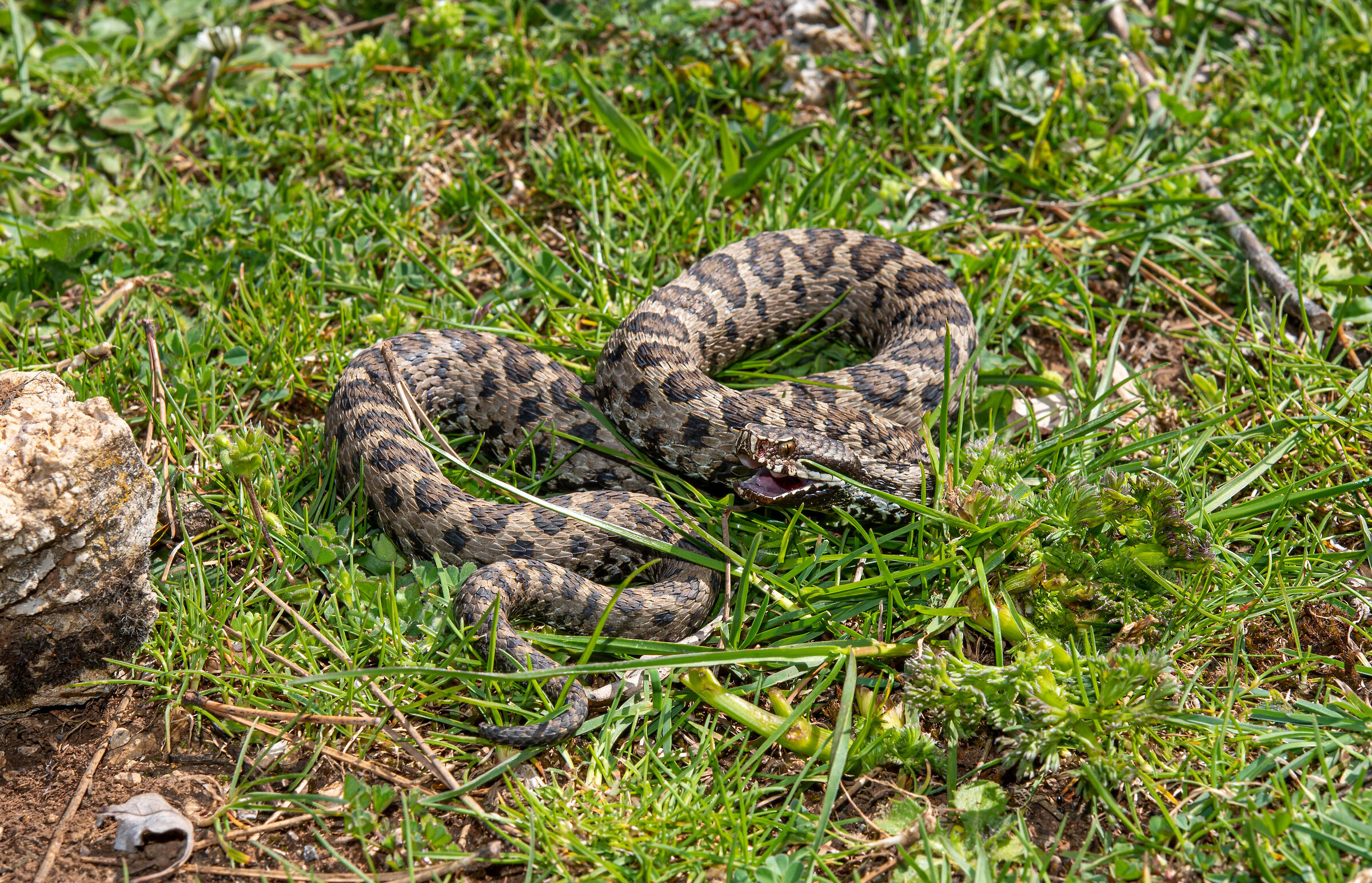 Viper aspis hugyi angry