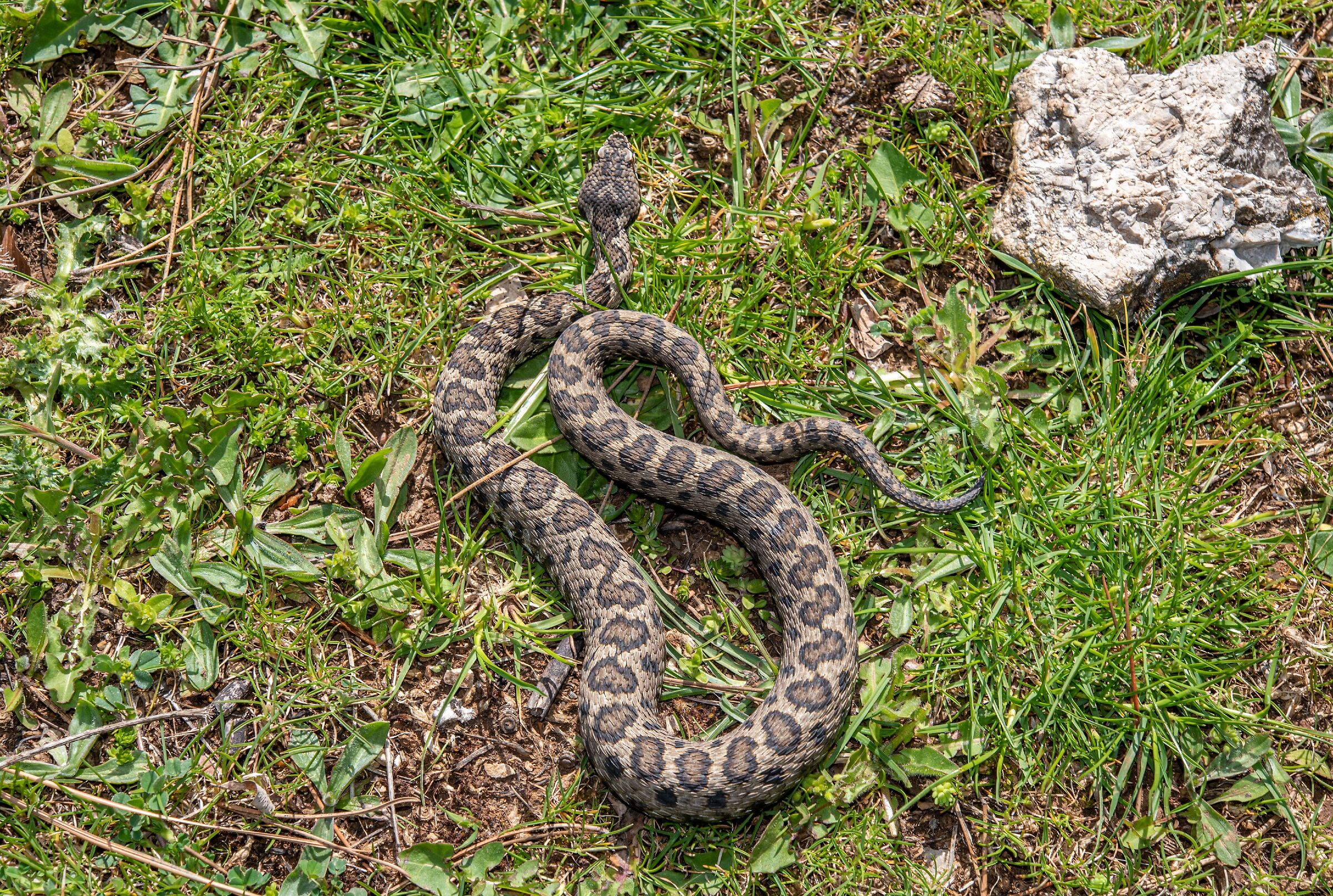 The beam of the Vipera aspis hugyi