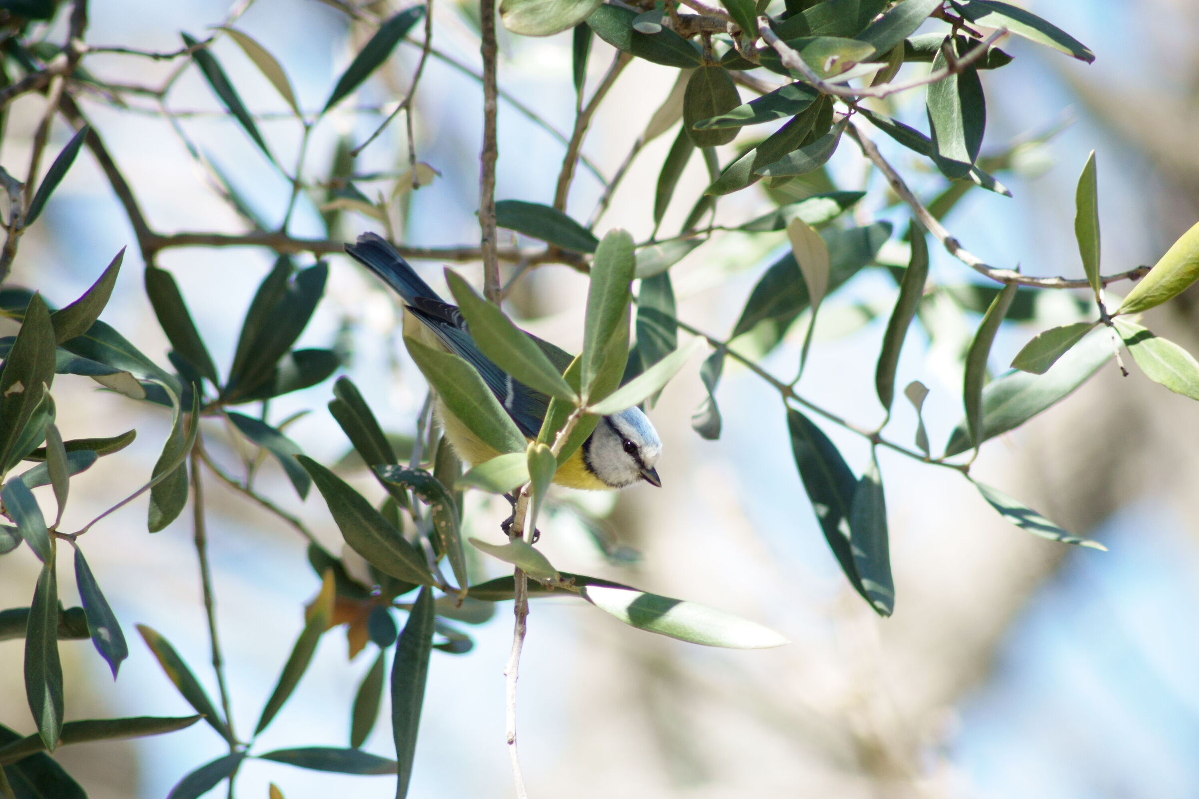 Blue (Cyanistes caeruleus)