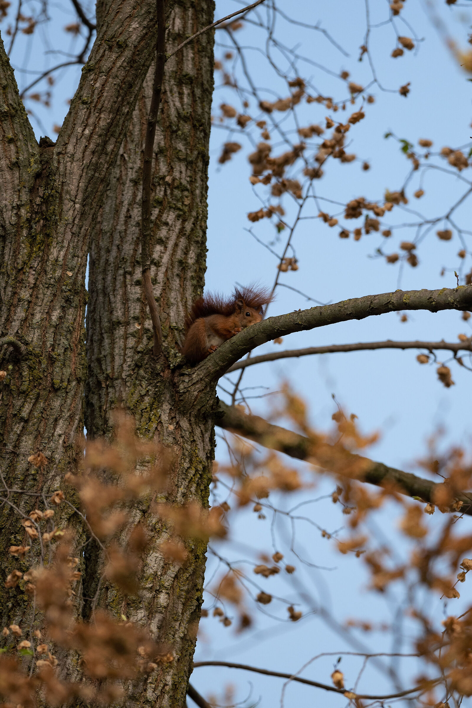 Squirrel