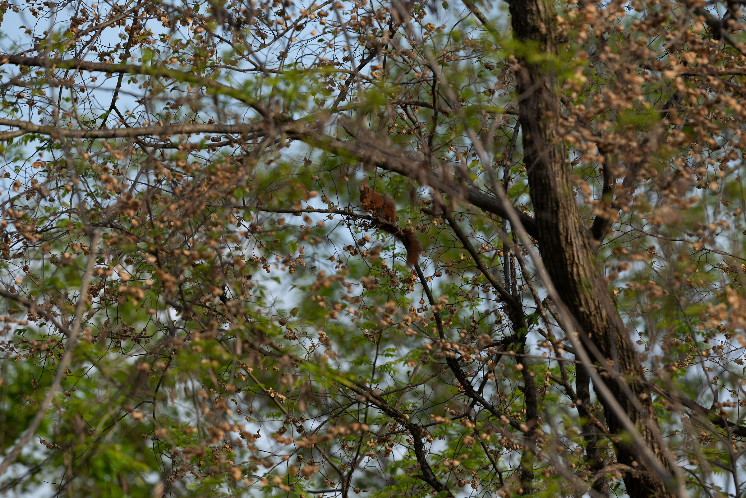 Squirrel 2