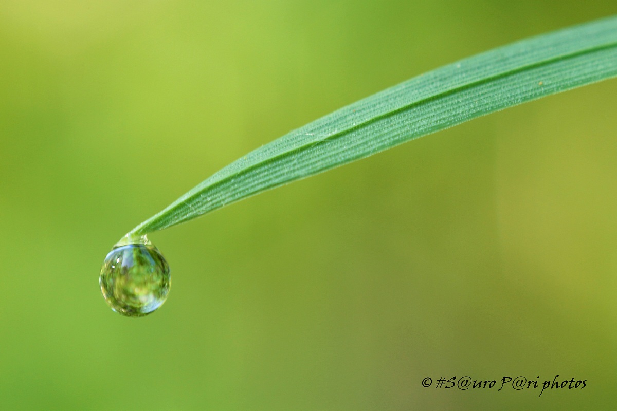 dewdrop