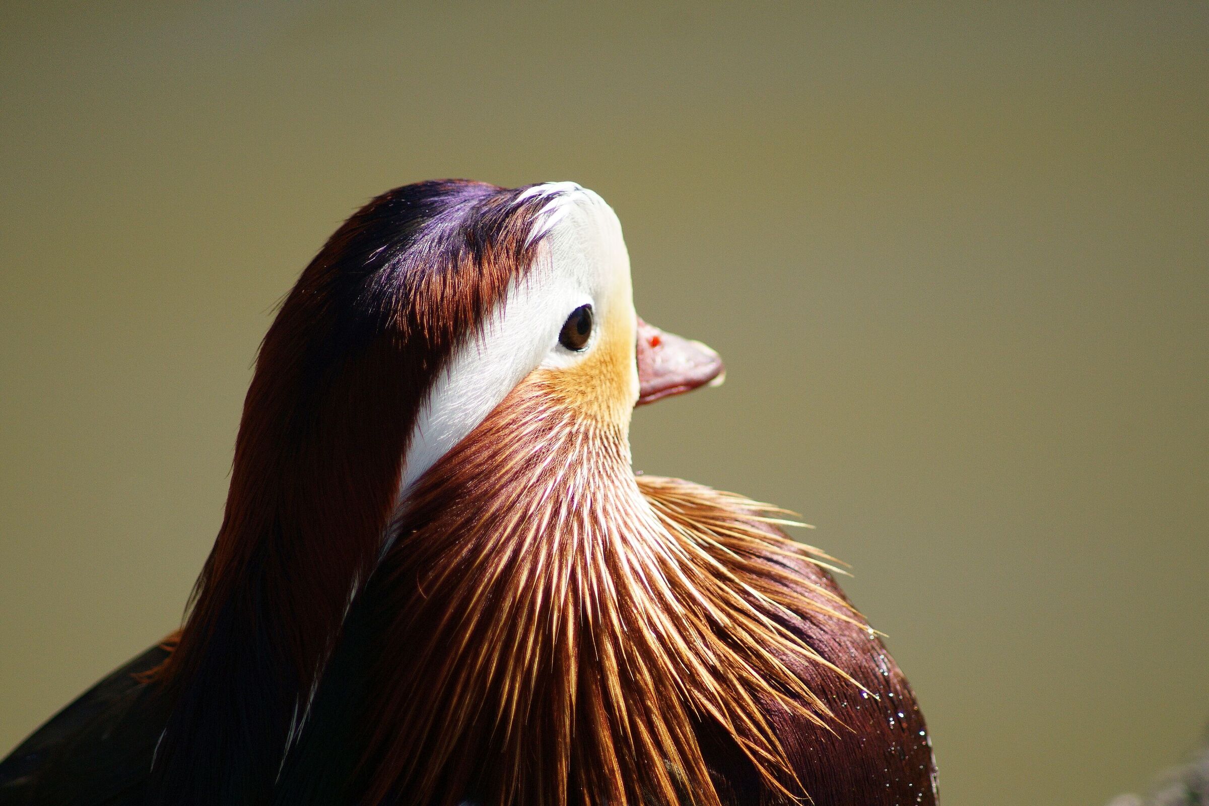 Mandarin duck (Aix galericulata)