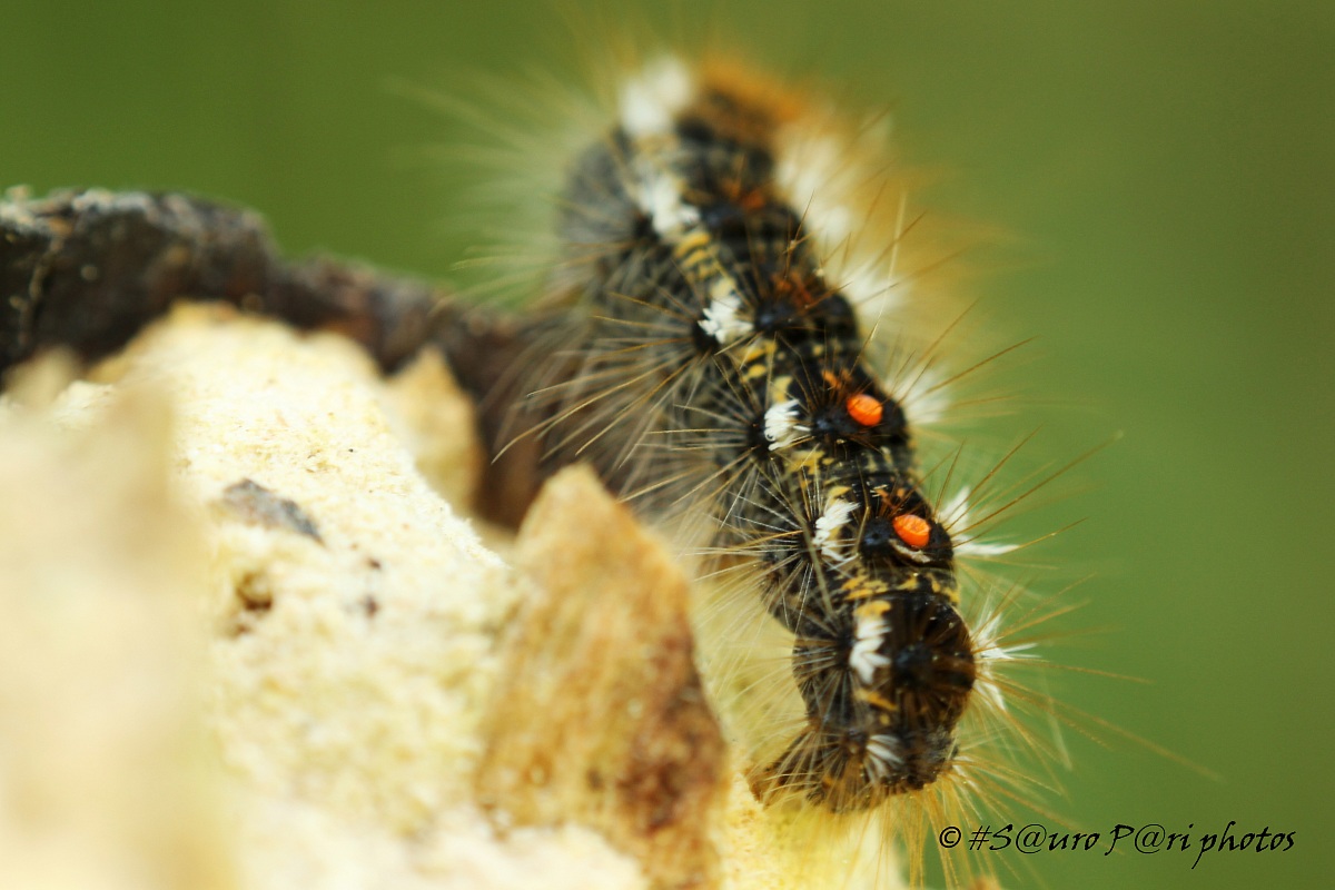details of the caterpillar