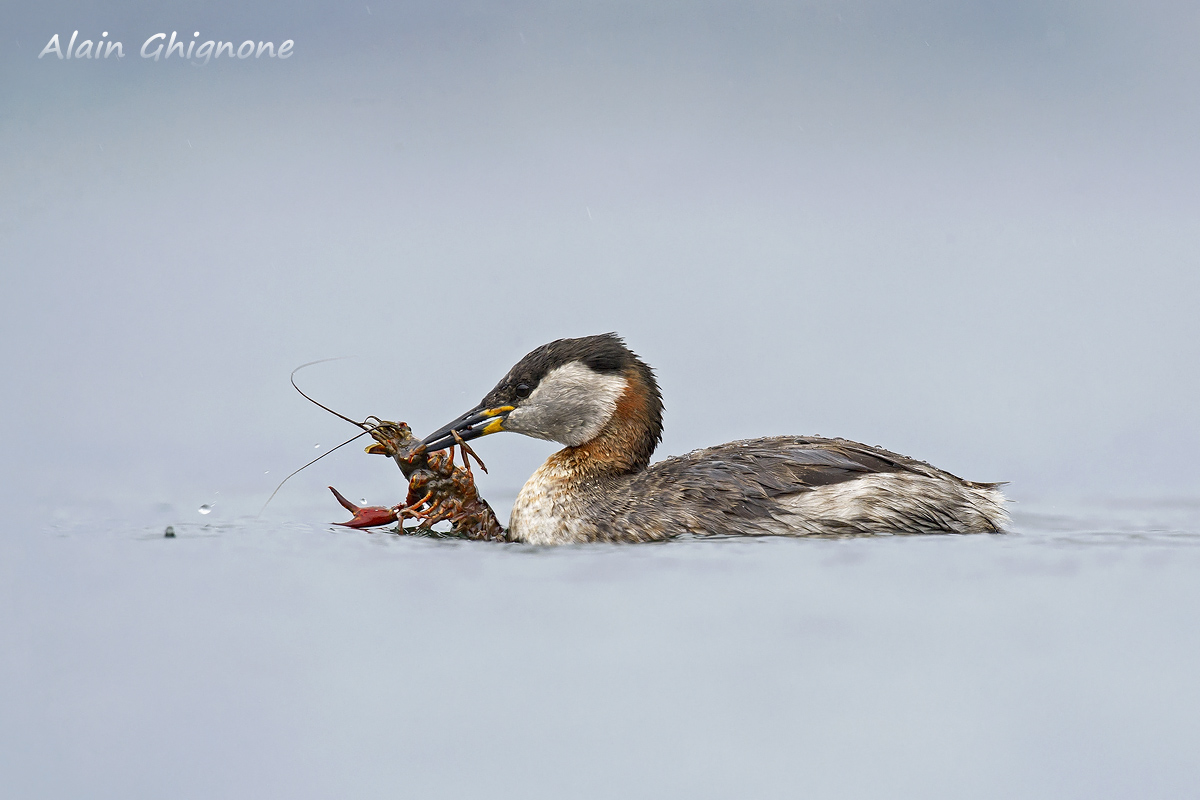 hunting ... red shrimp