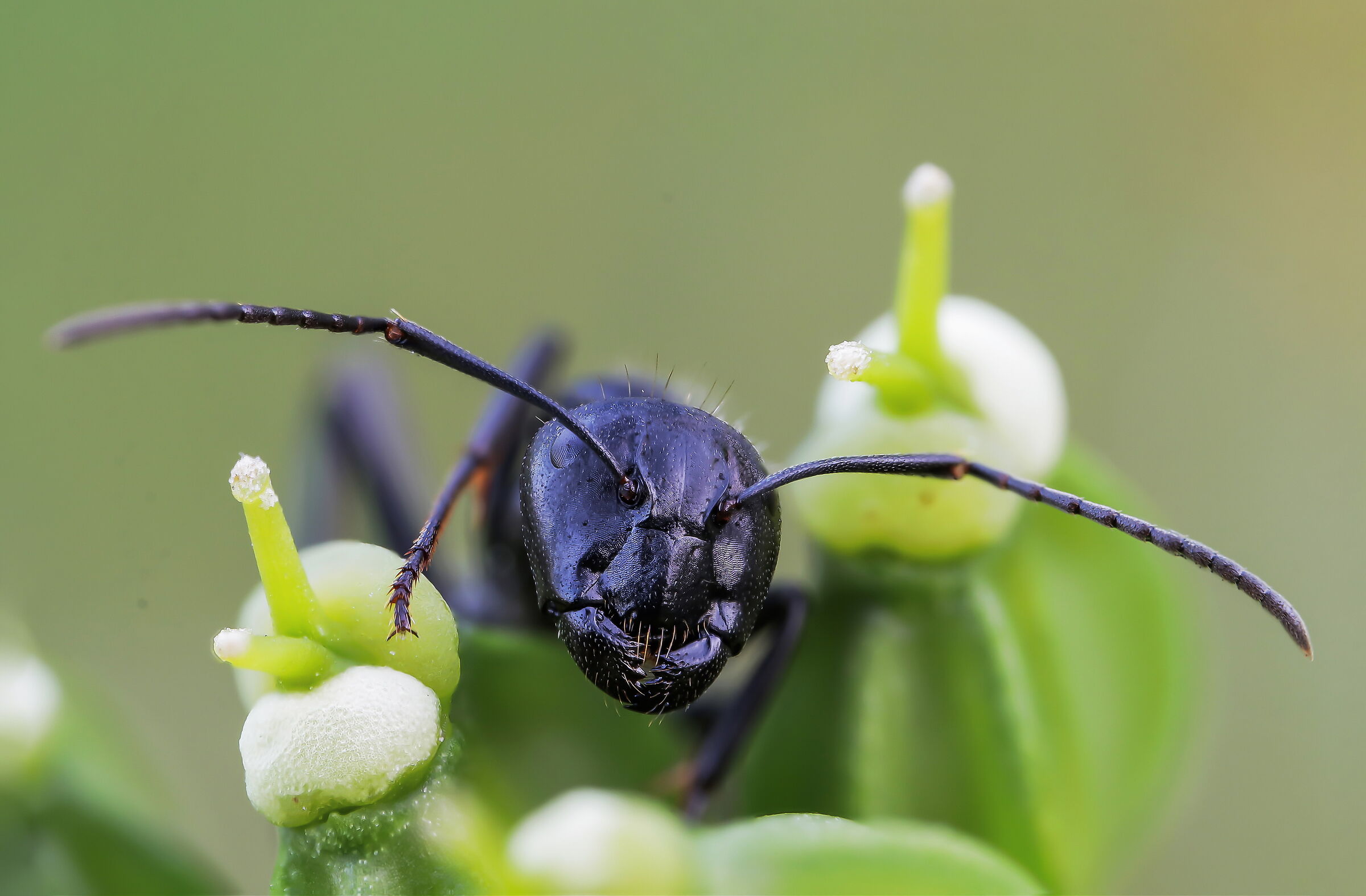 Camponotus sp. z o.o.
