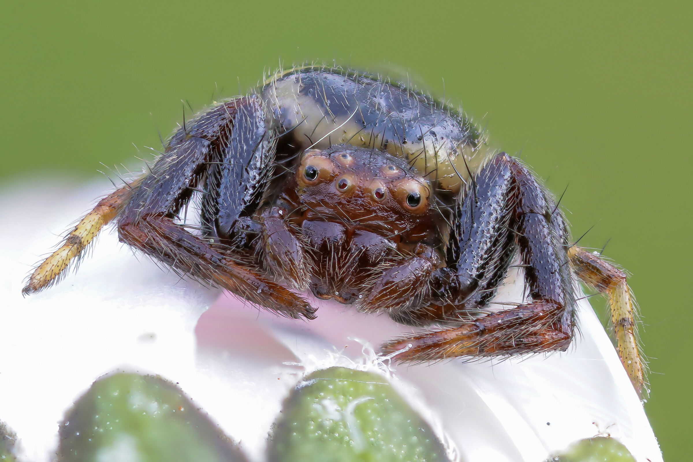 Synema globosum (Napoleon spider)