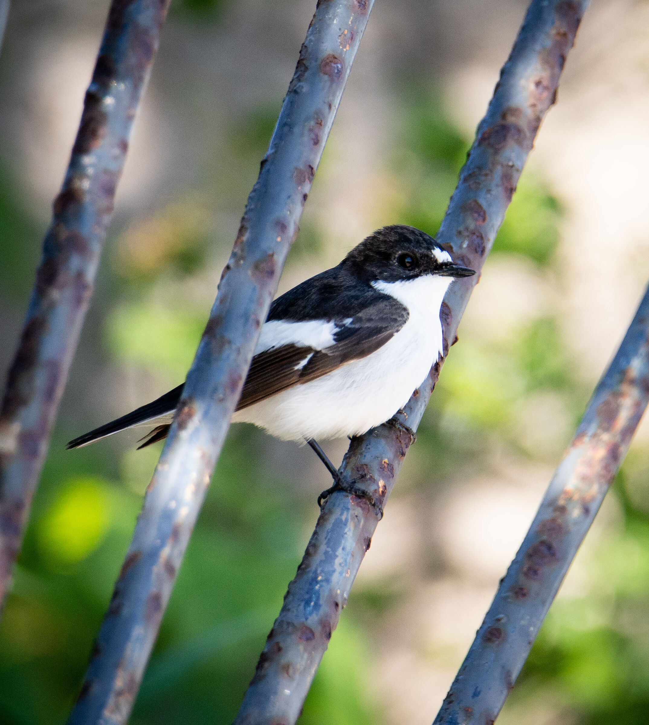 Black nurse (Ficedula hypoleuca)