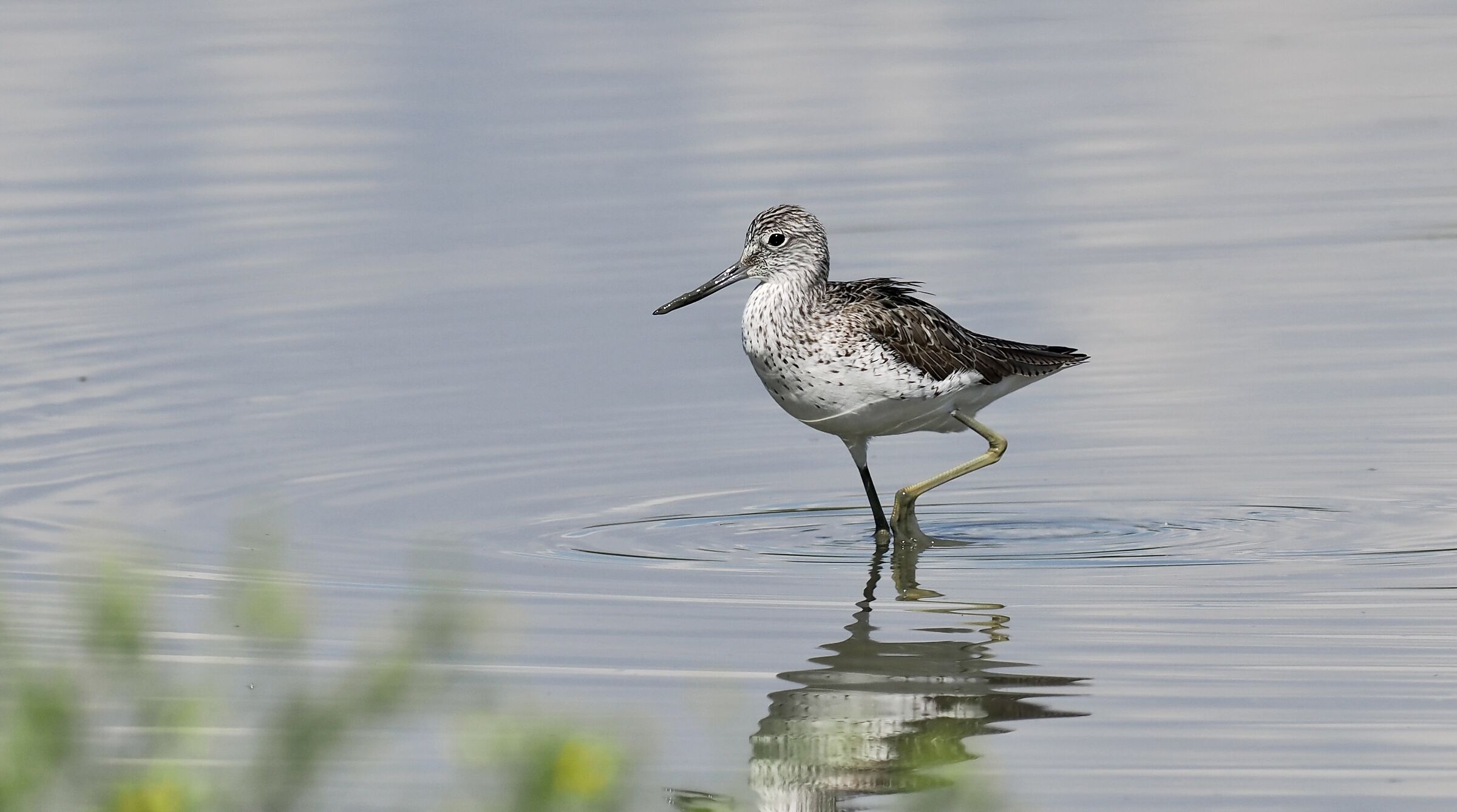 Greenshank