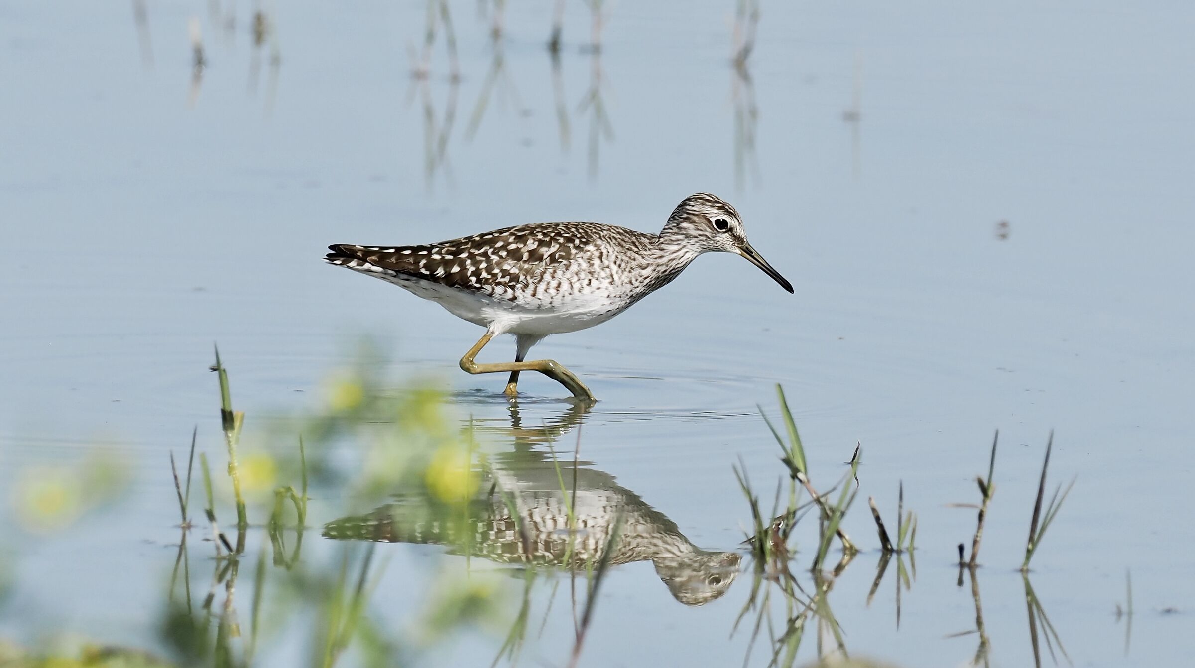 Sandpiper Pyro Boschereccio