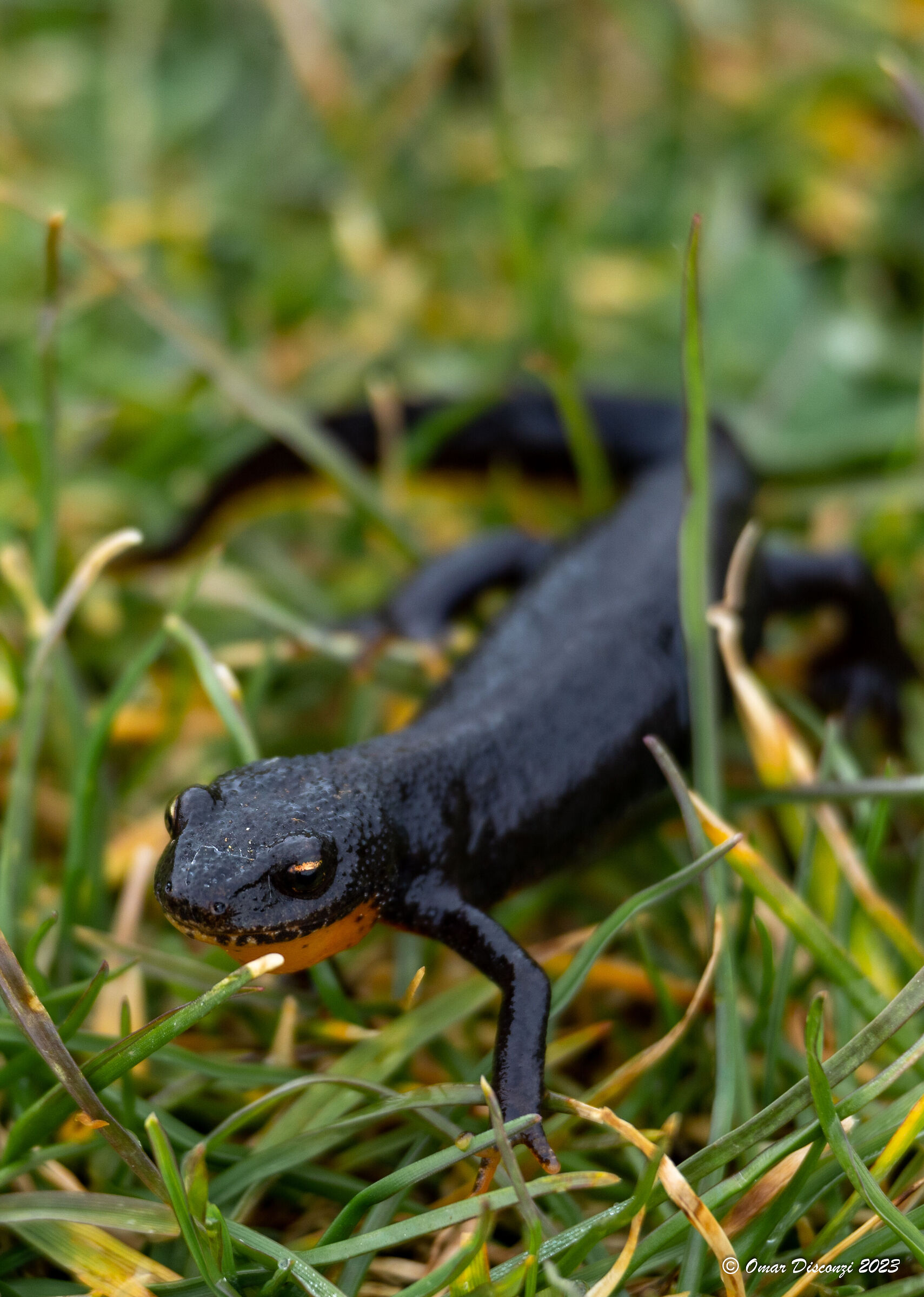 Ichthyosaura alpestris