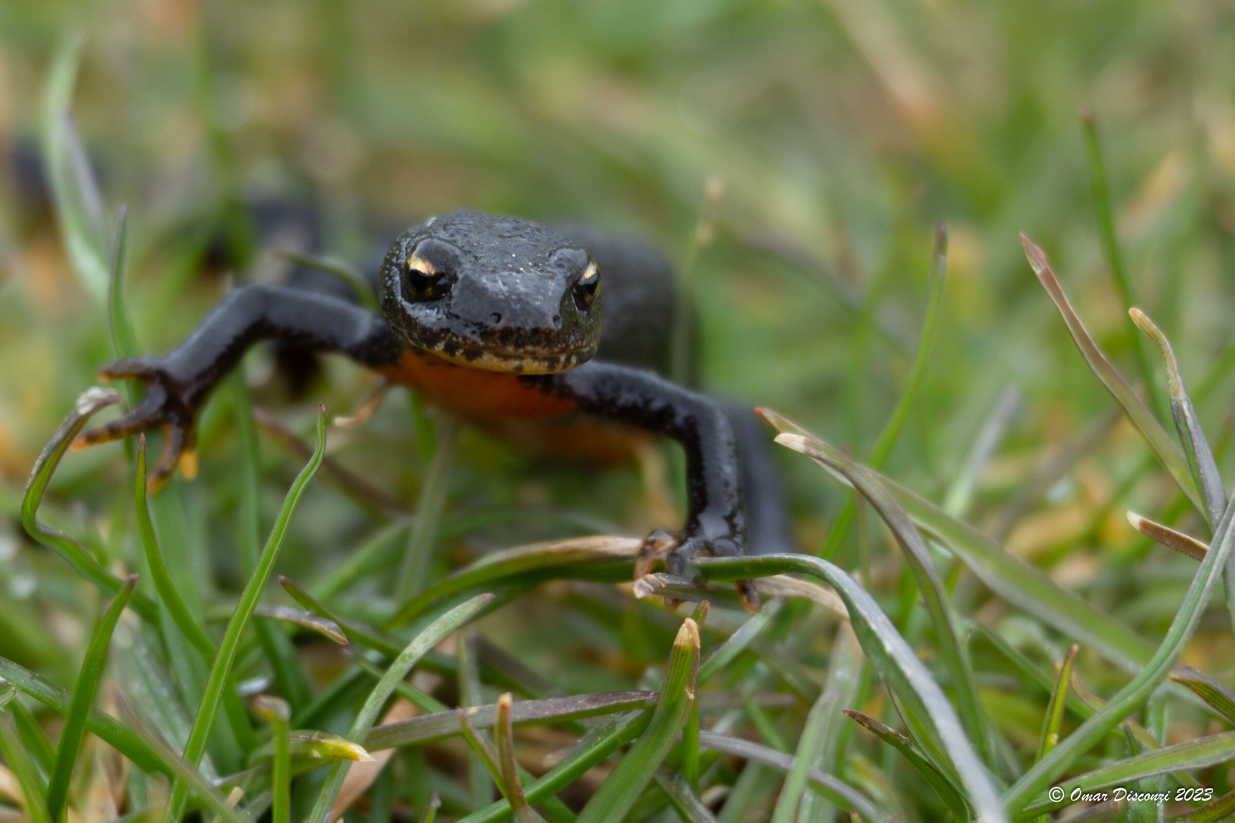Ichthyosaura alpestris