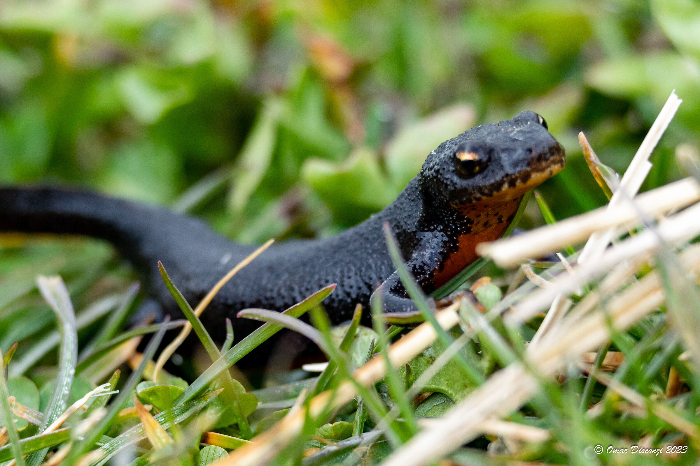 Ichthyosaura alpestris