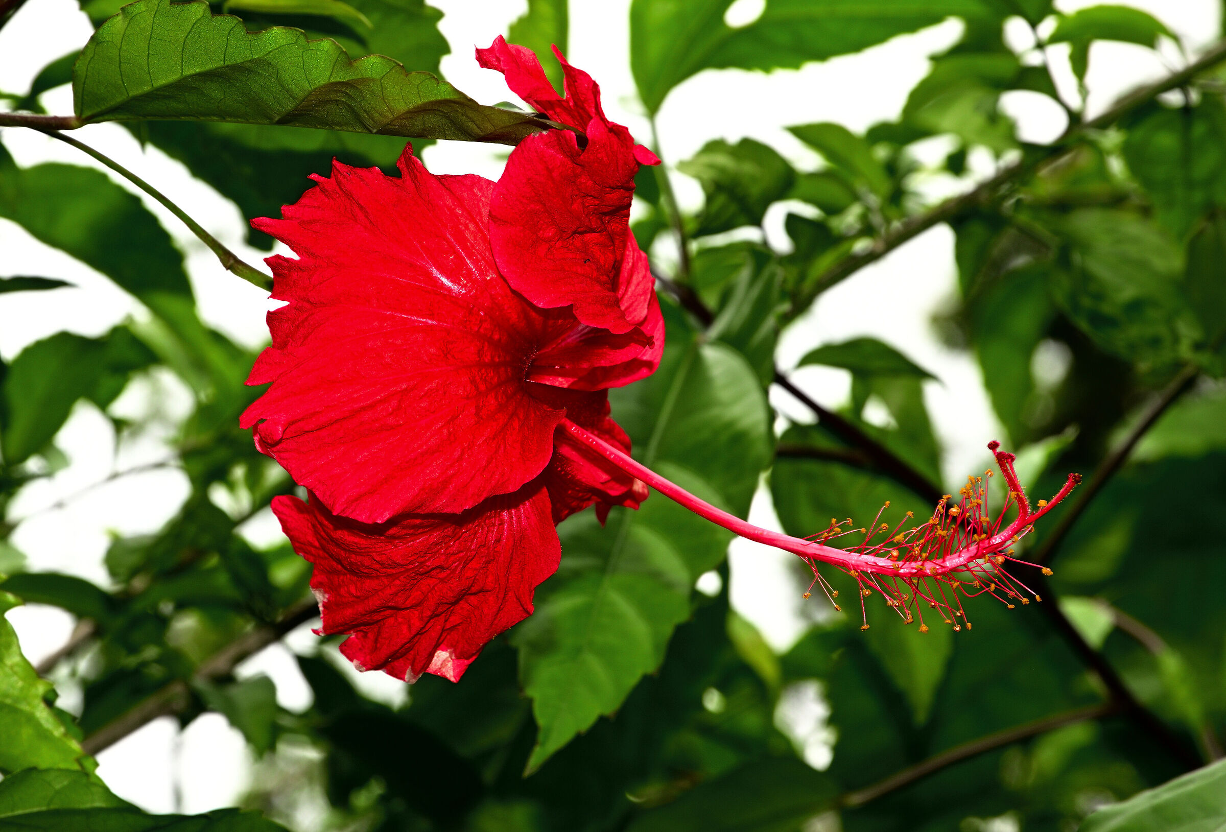 Spontaneous hibiscus