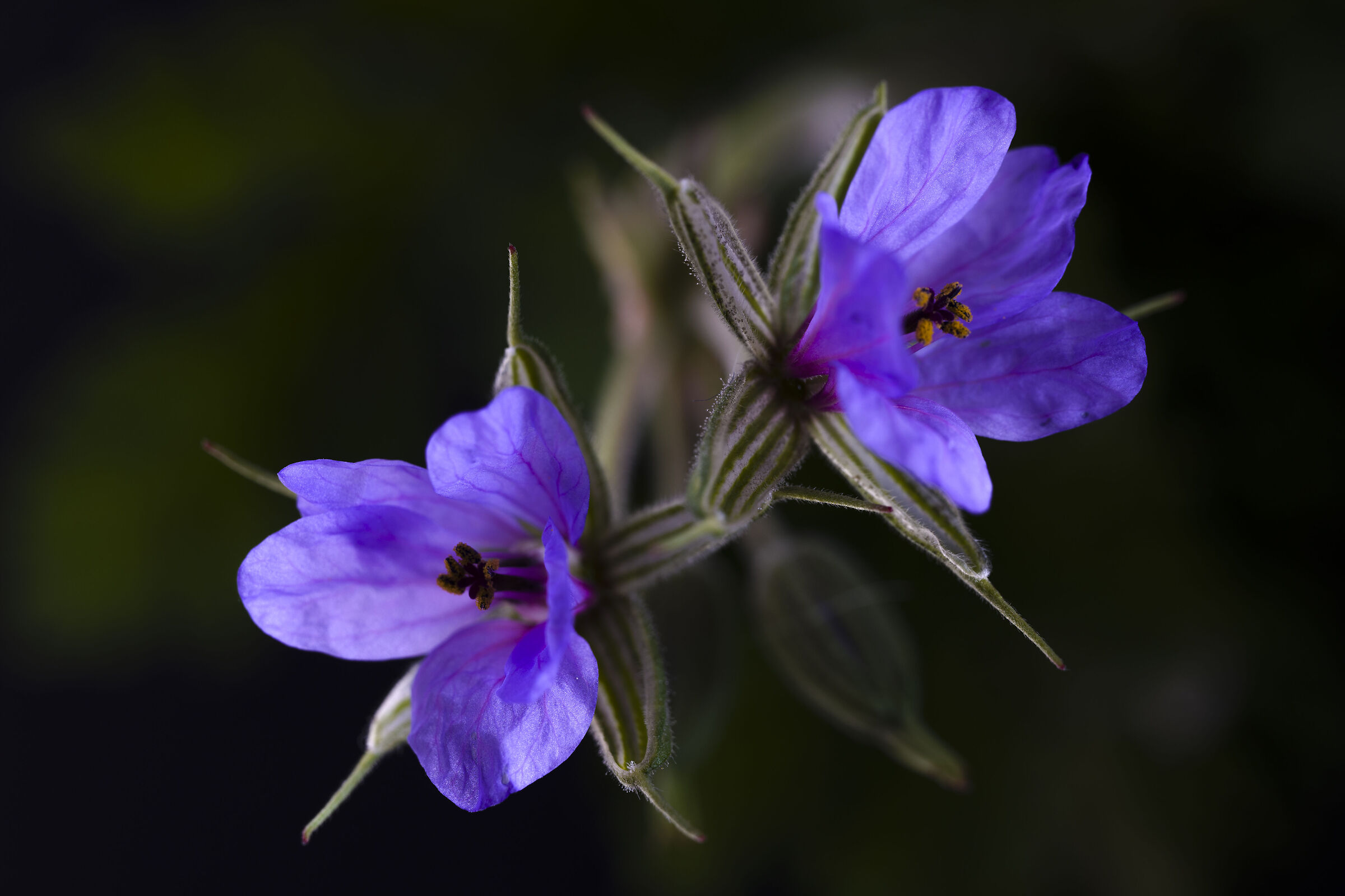 Erodium ciconium