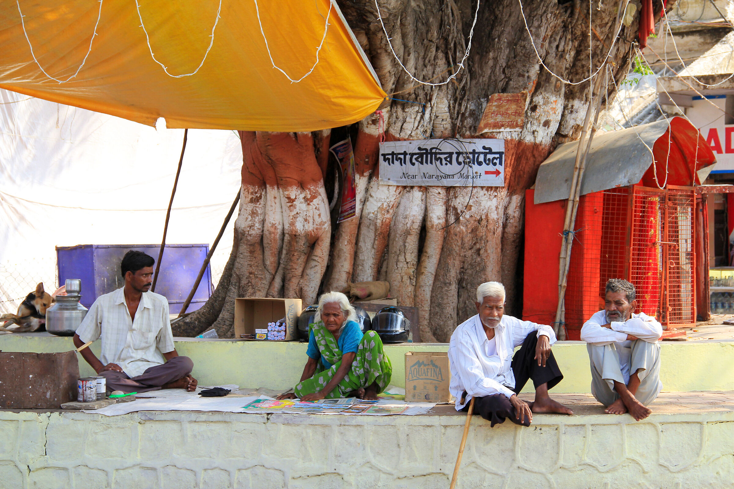 Sotto il Peepal (Ficus religiosa)