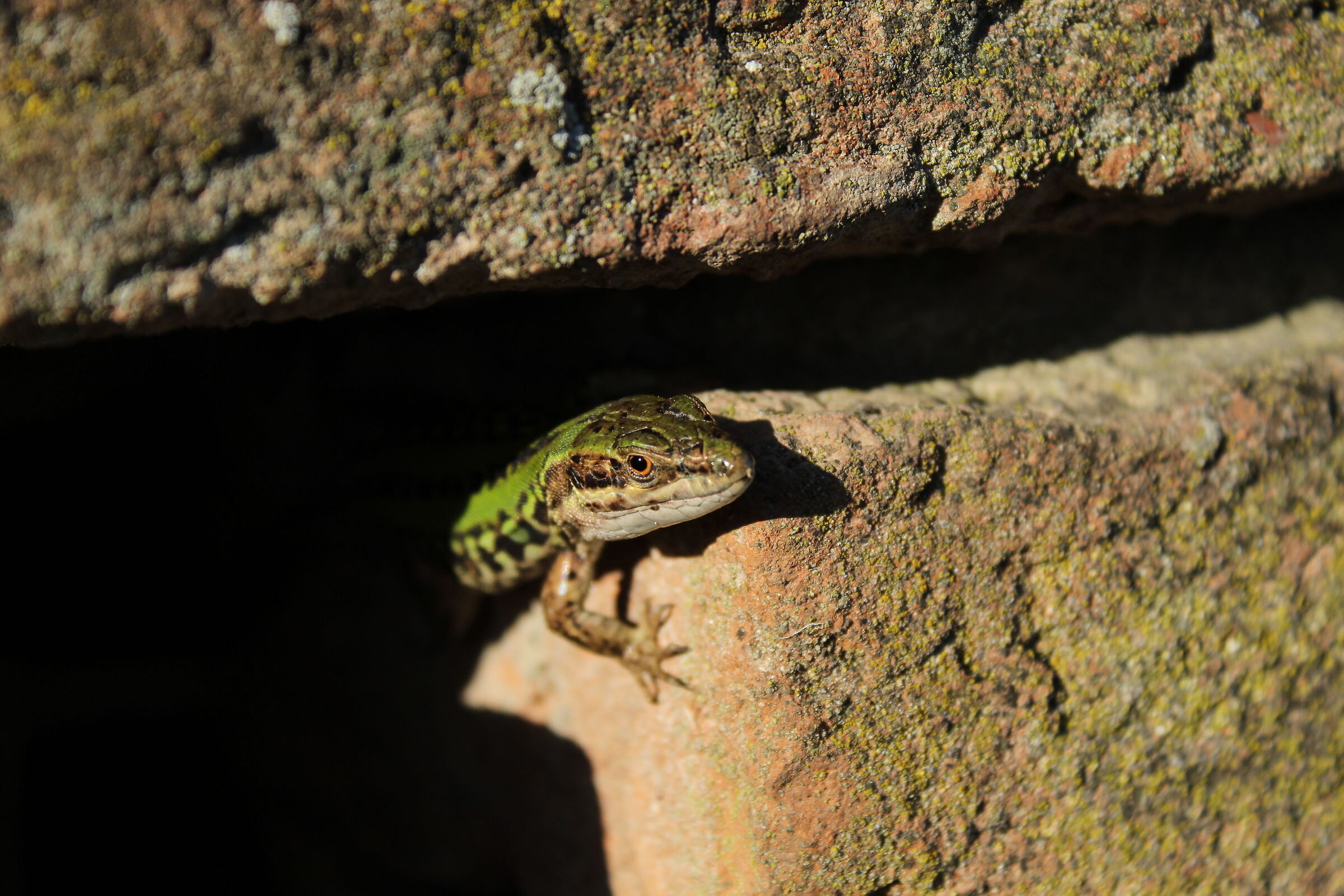 Podarcis siculus, Italian wall lizard.