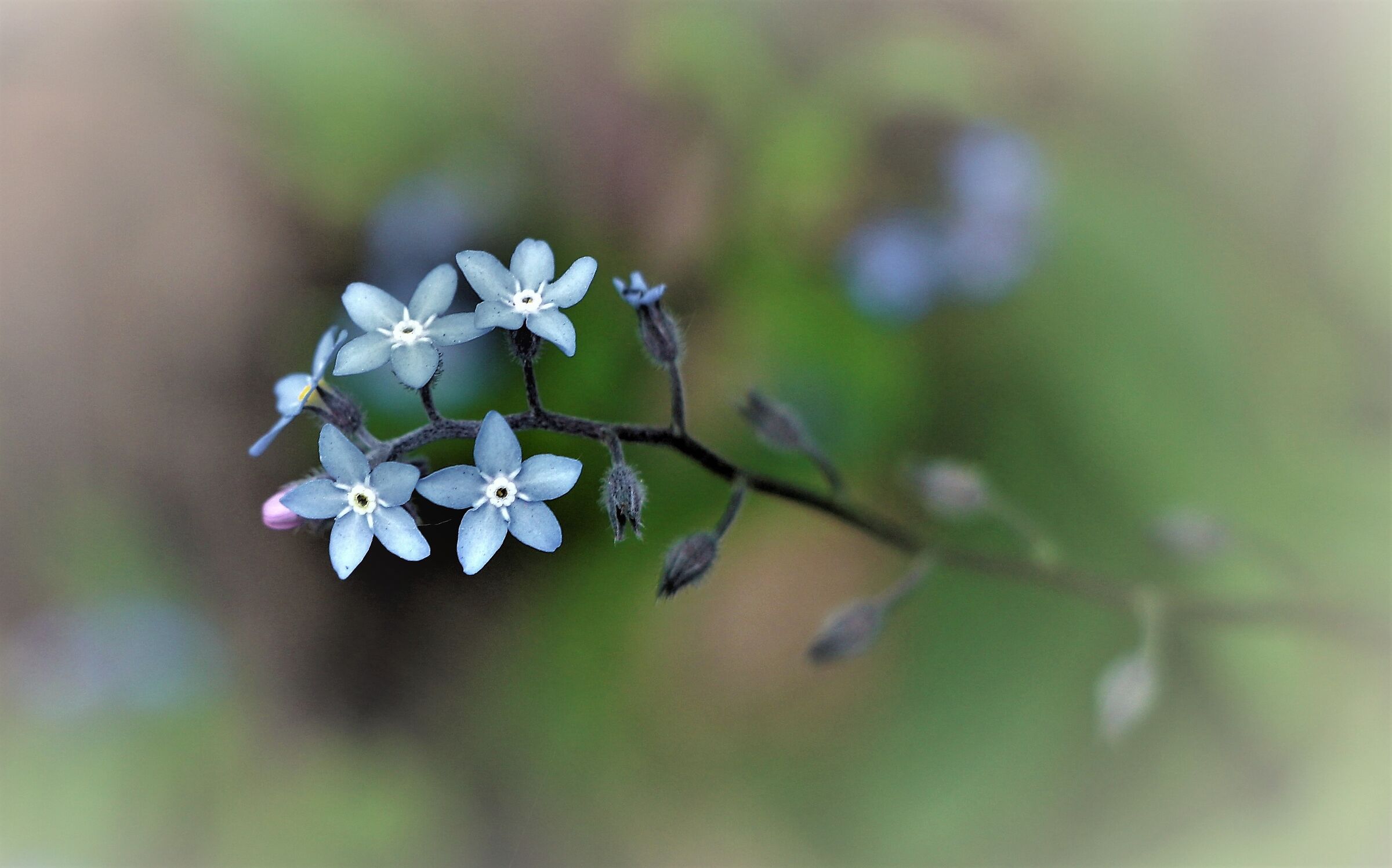Myosotis