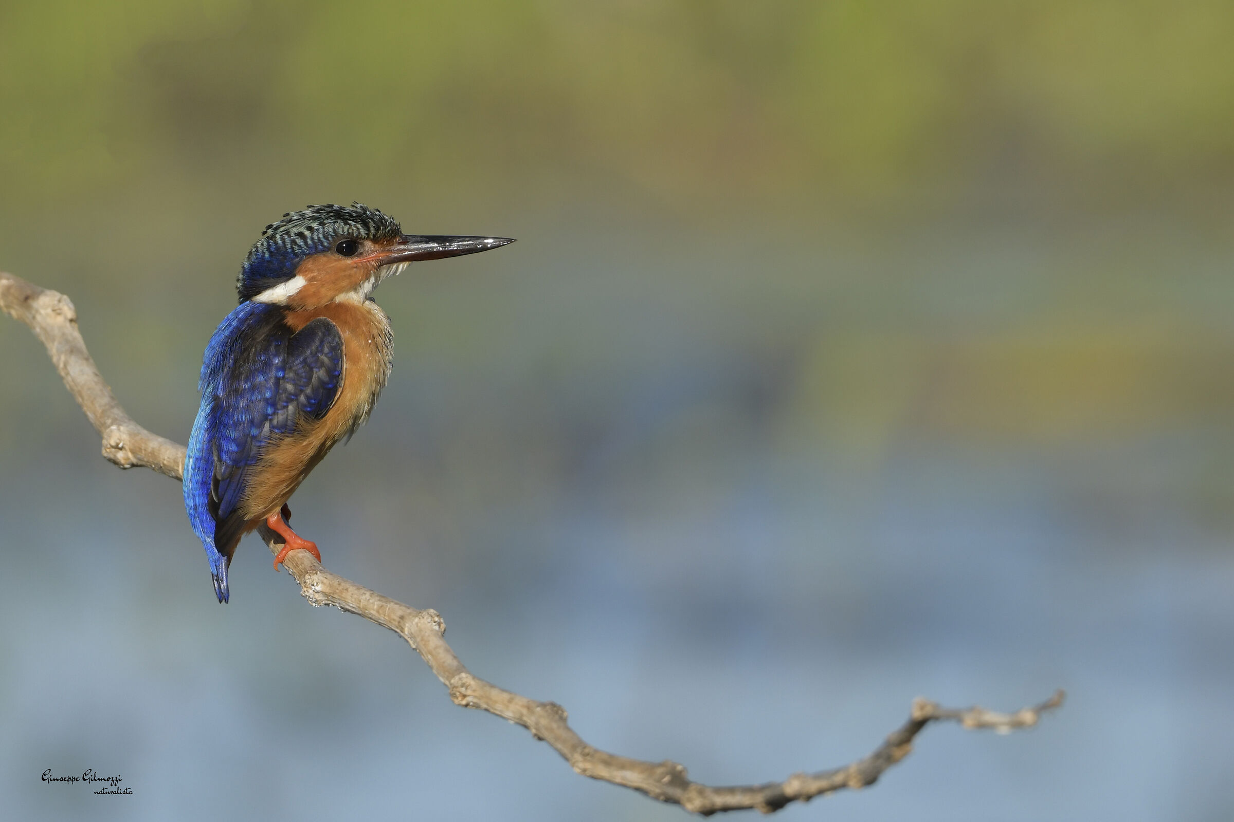 Malagasy kingfisher
