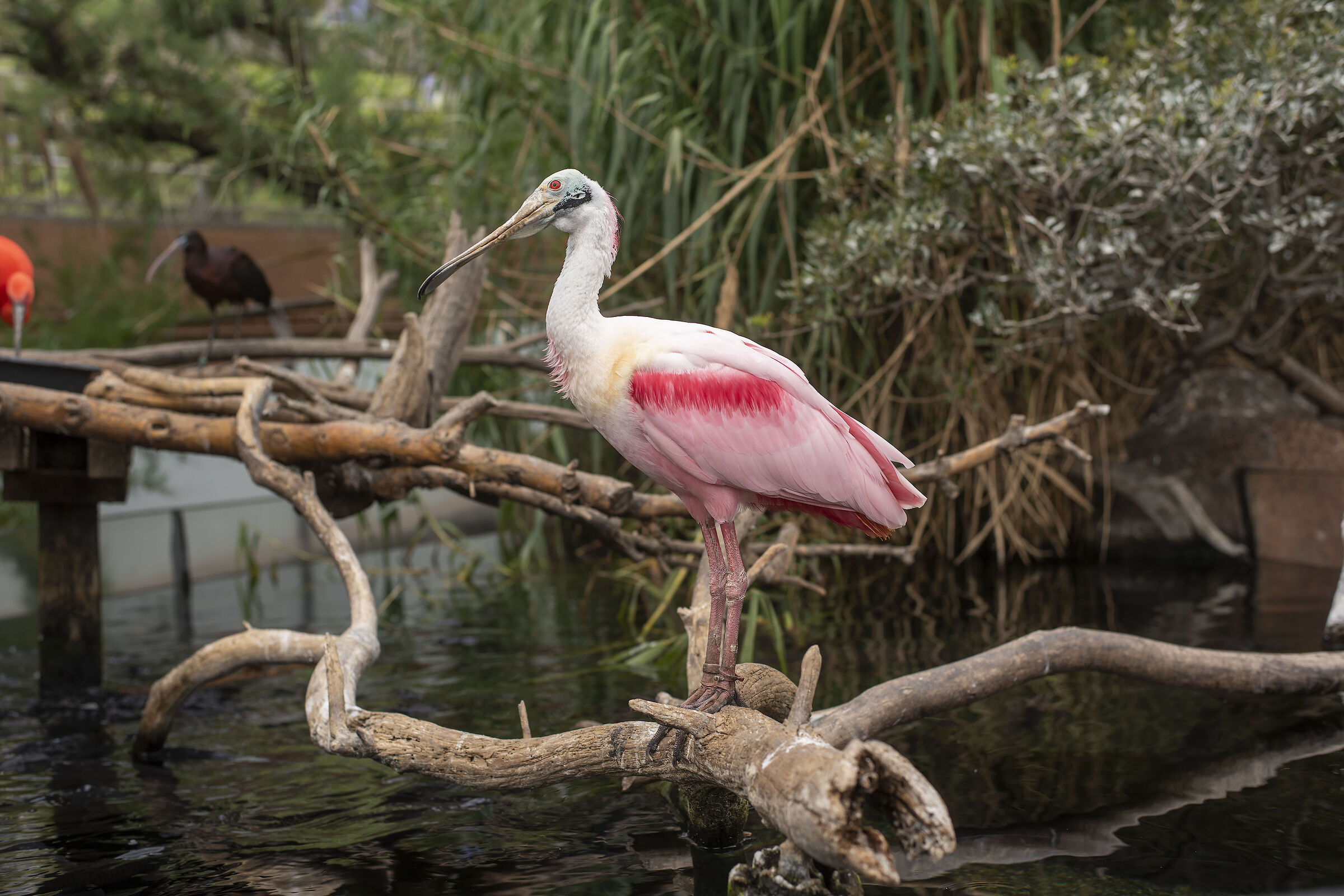 c/o Parco oceanografico di Valencia