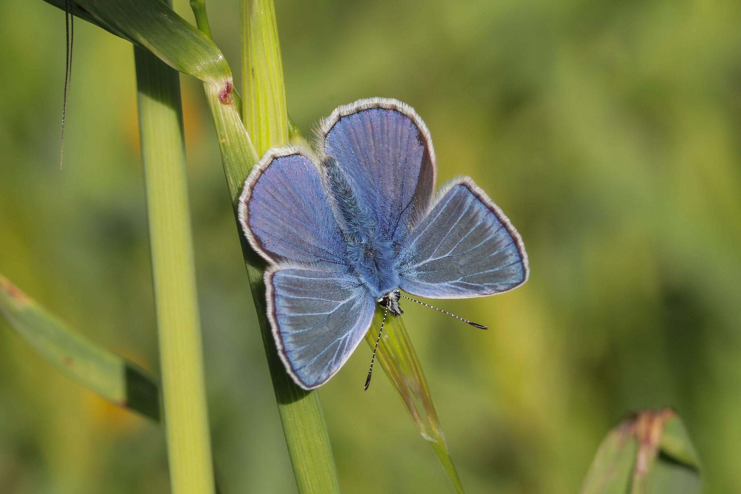 Polyommatus icarus male