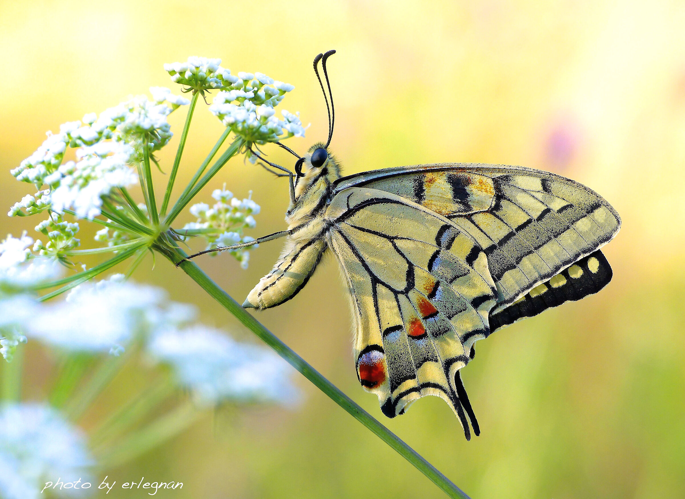 Her Majesty has granted herself